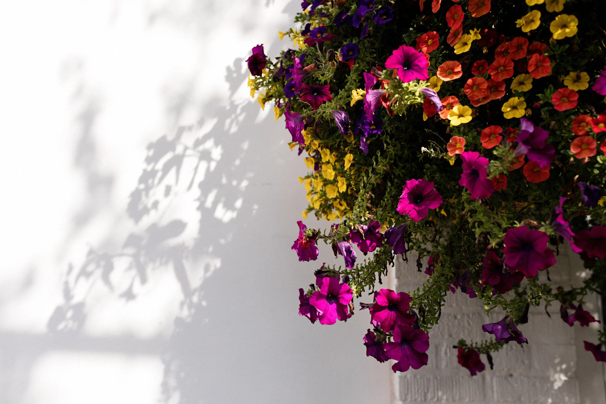 049_AnneWilloughbyNelson_Sept2019_by_JennyJimenez.jpg