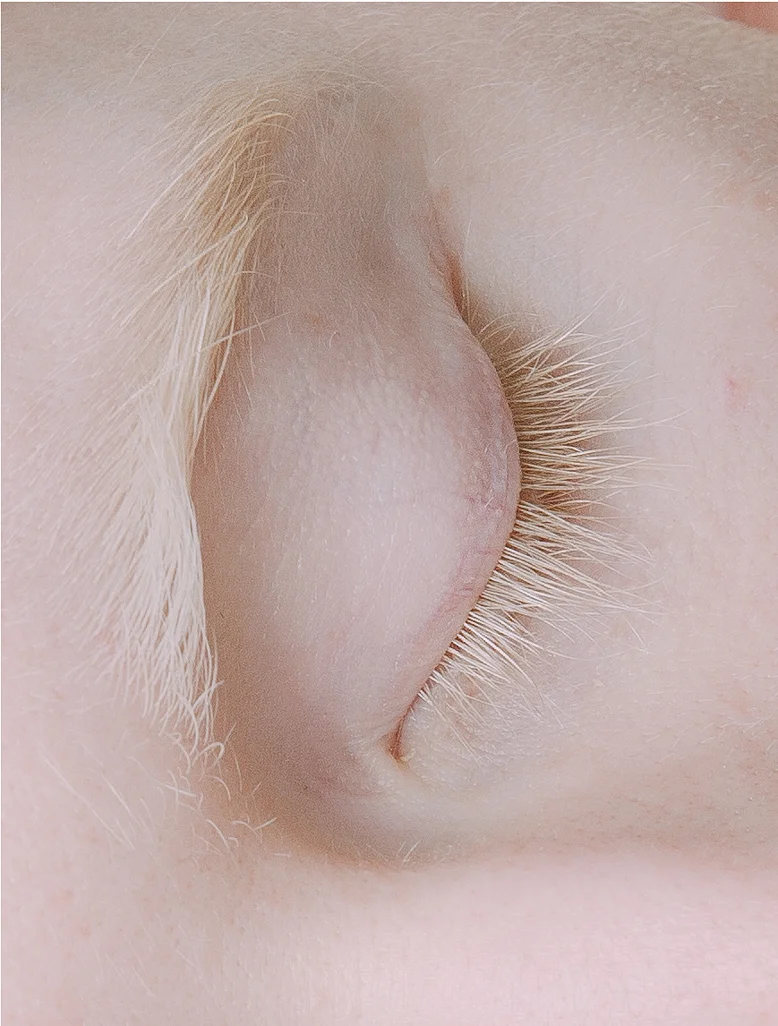 STUDY OF RICH 1A4 - 210 x 297 C-Type Matt Print £50