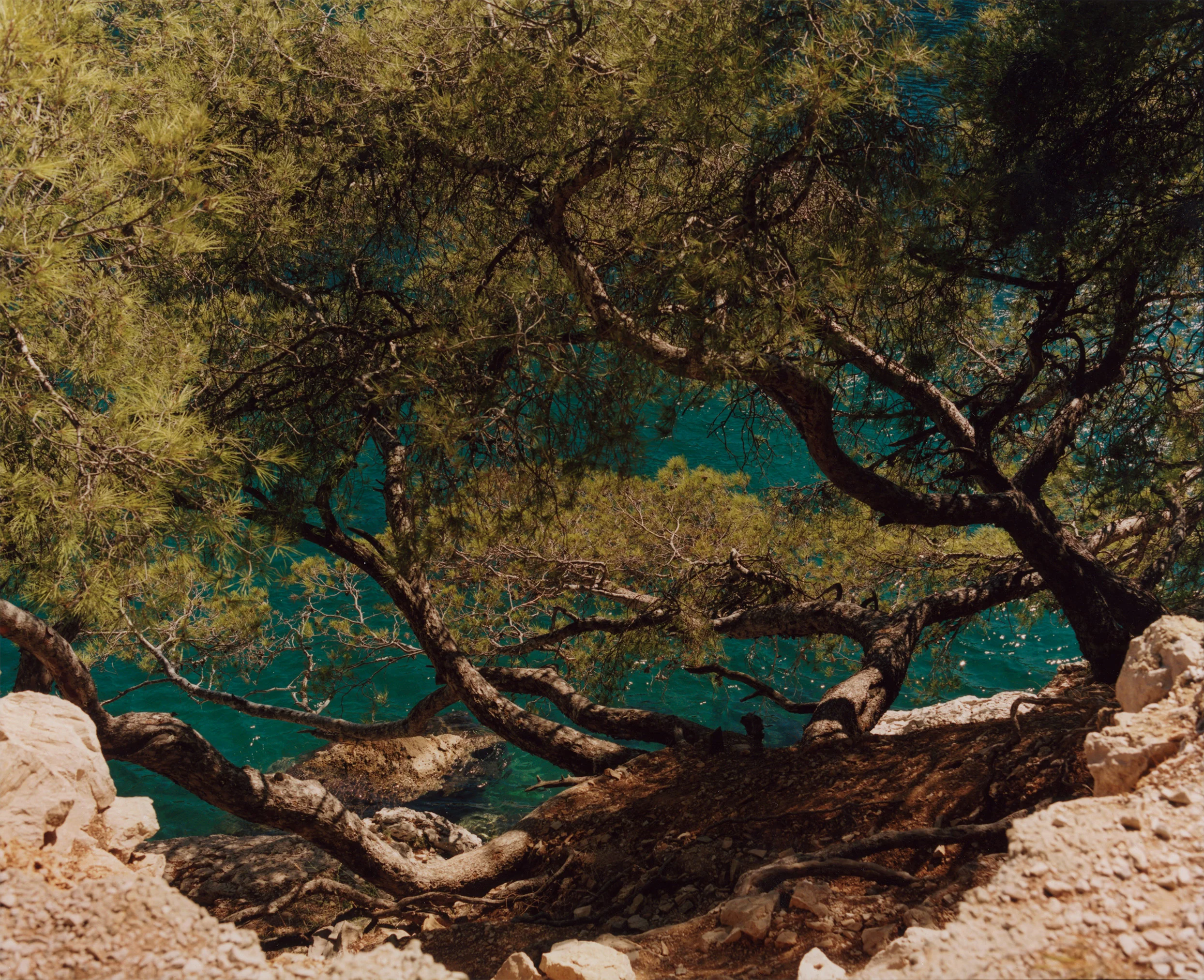 scan-1branch.jpg