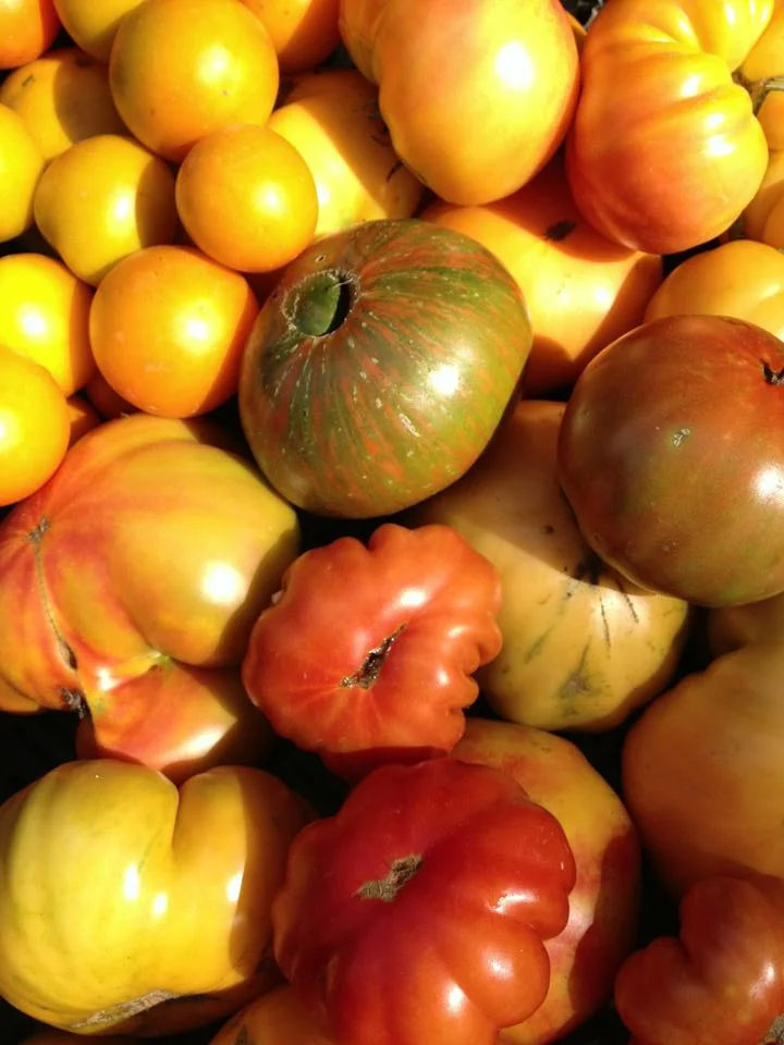 Invincible Summer Farms heirloom tomatoes