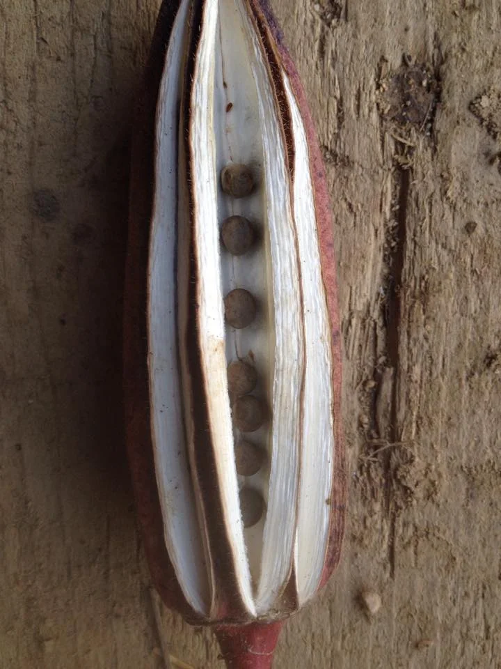 Okra Seeds!