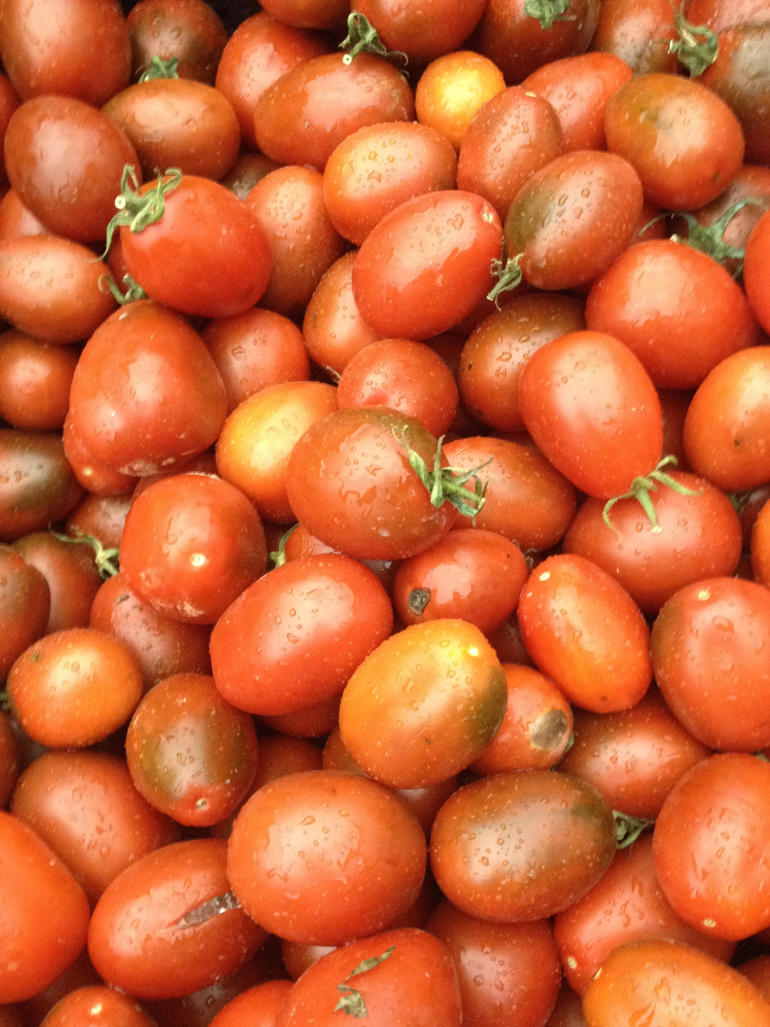chocolate cherry.jpg