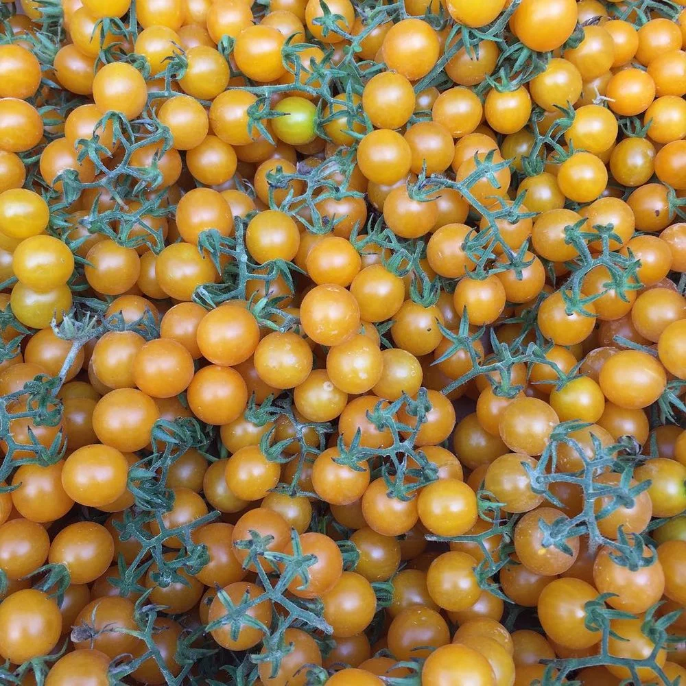 Long Island Yellow Currant