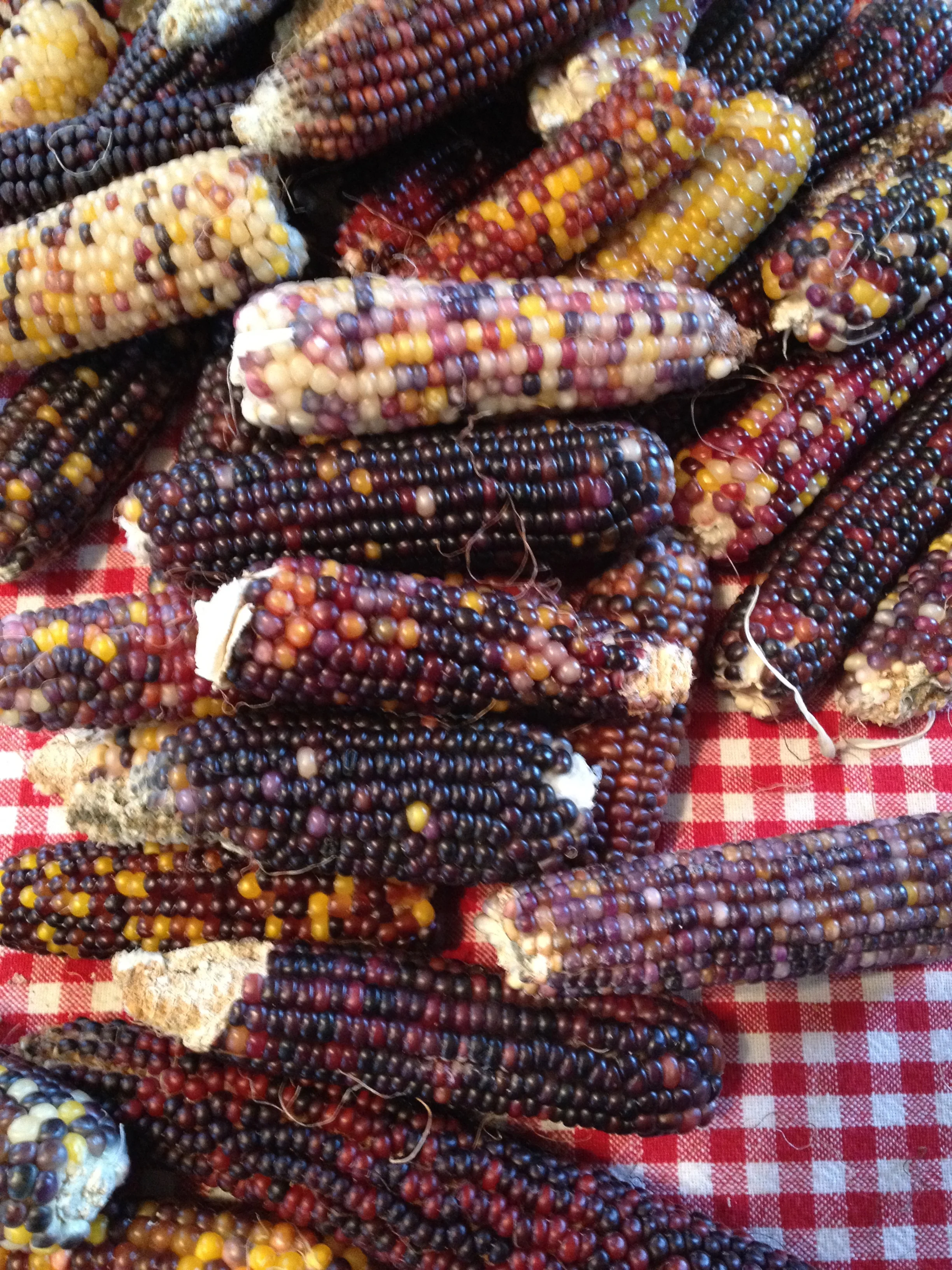 North Fork Pride Blend Corn