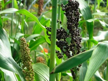 Long Island Sweet Sorghum Mix