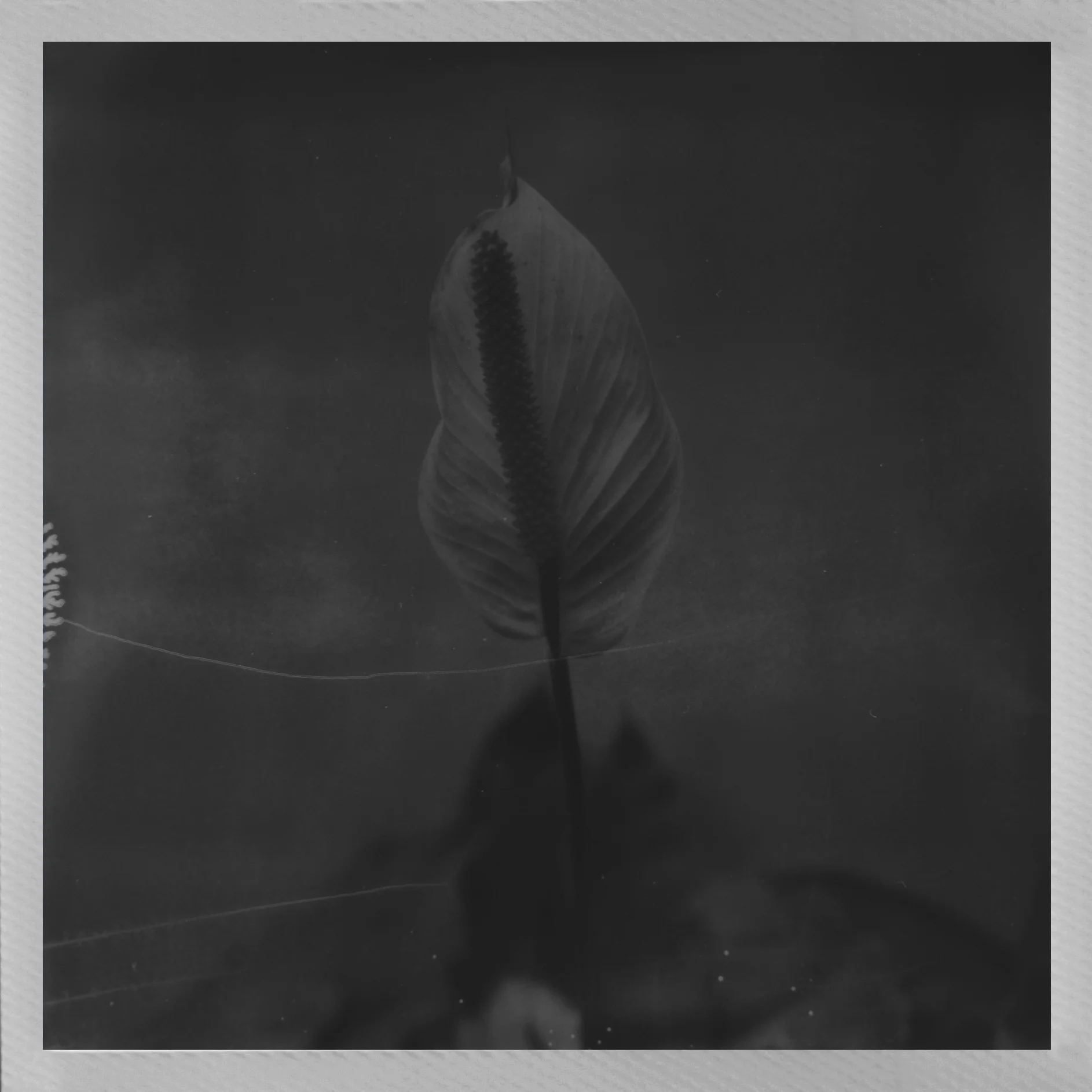 Polaroids_HP7.jpg