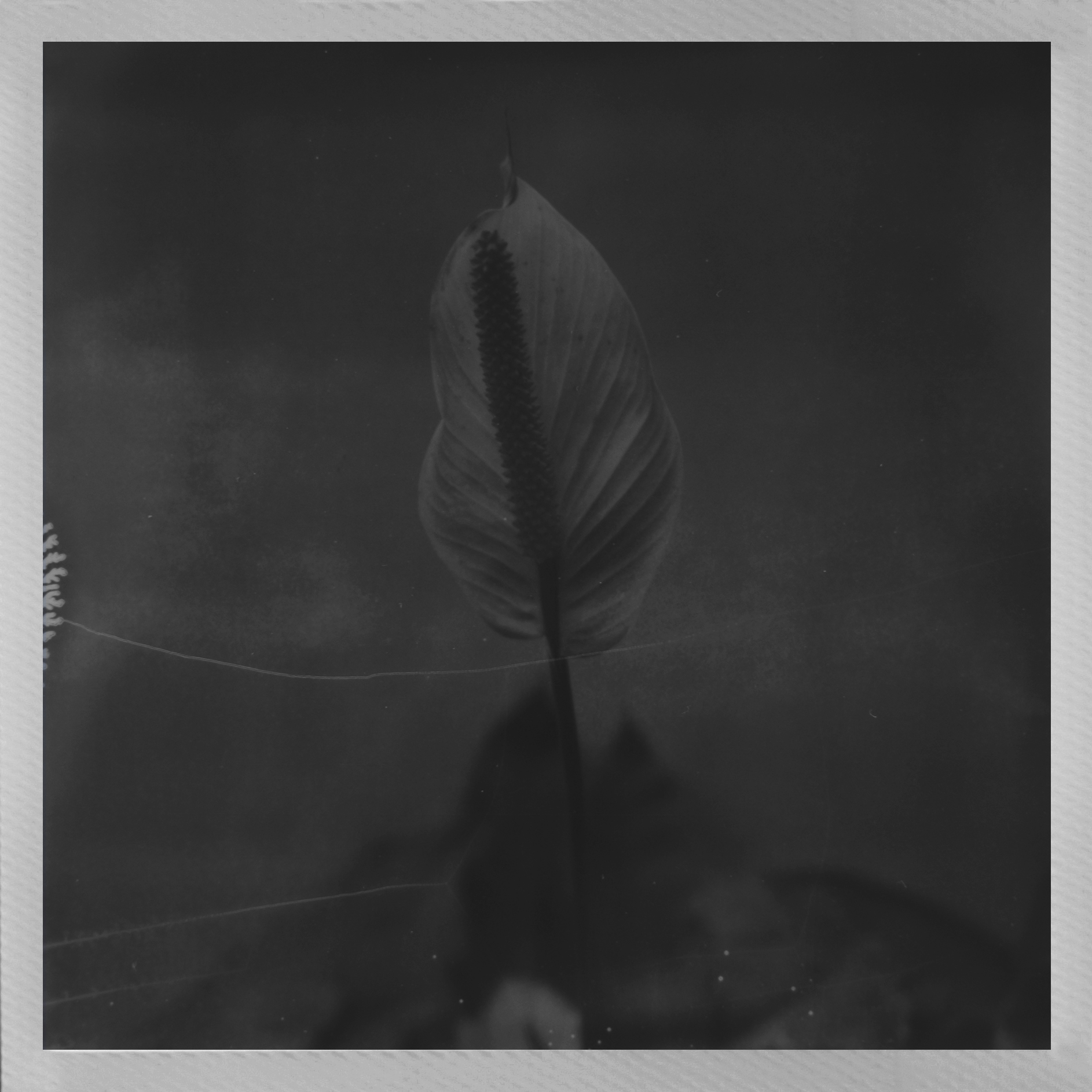 Polaroids_HP7.jpg
