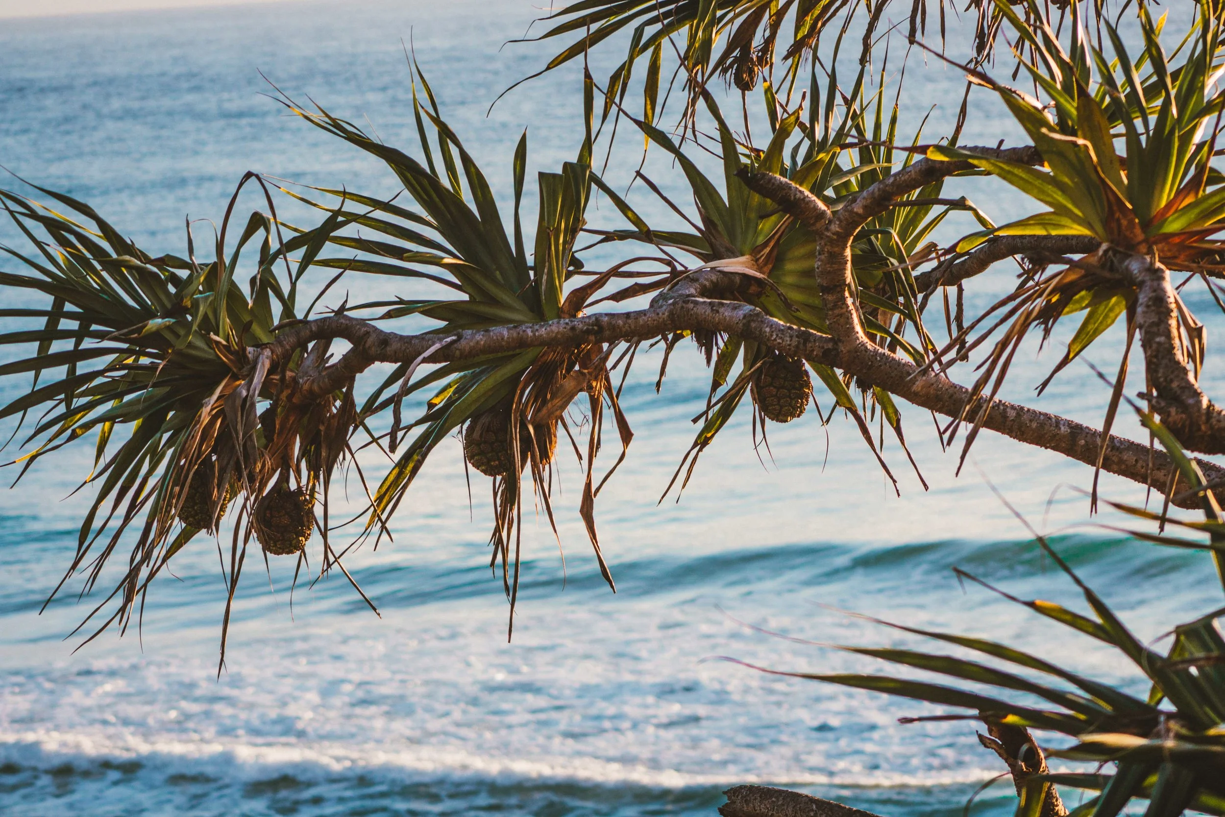 Berlee Photography - Coconut Falls