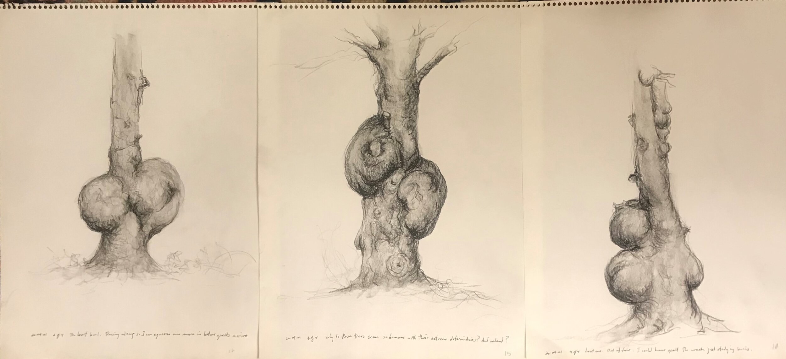 20-09-01 Three Spruces with Burls on Bremen LI  Charcoal on Paper 11 x 14 inches.jpg