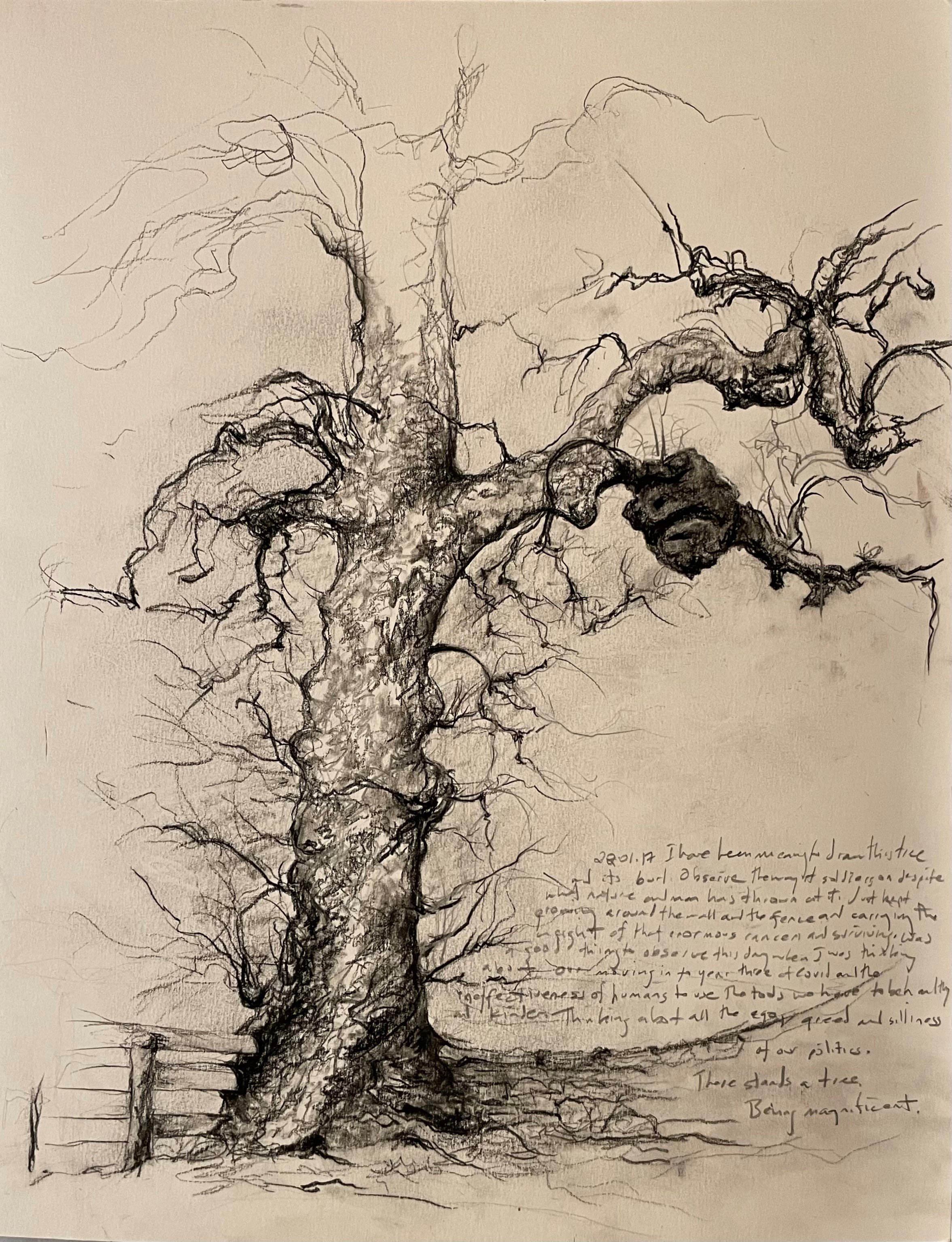 2022-01-17  Sycamore Tree with Burl, Fence and Stone    Charcoal on Paper   11 x 14 inches     North Guilford, CT.jpg