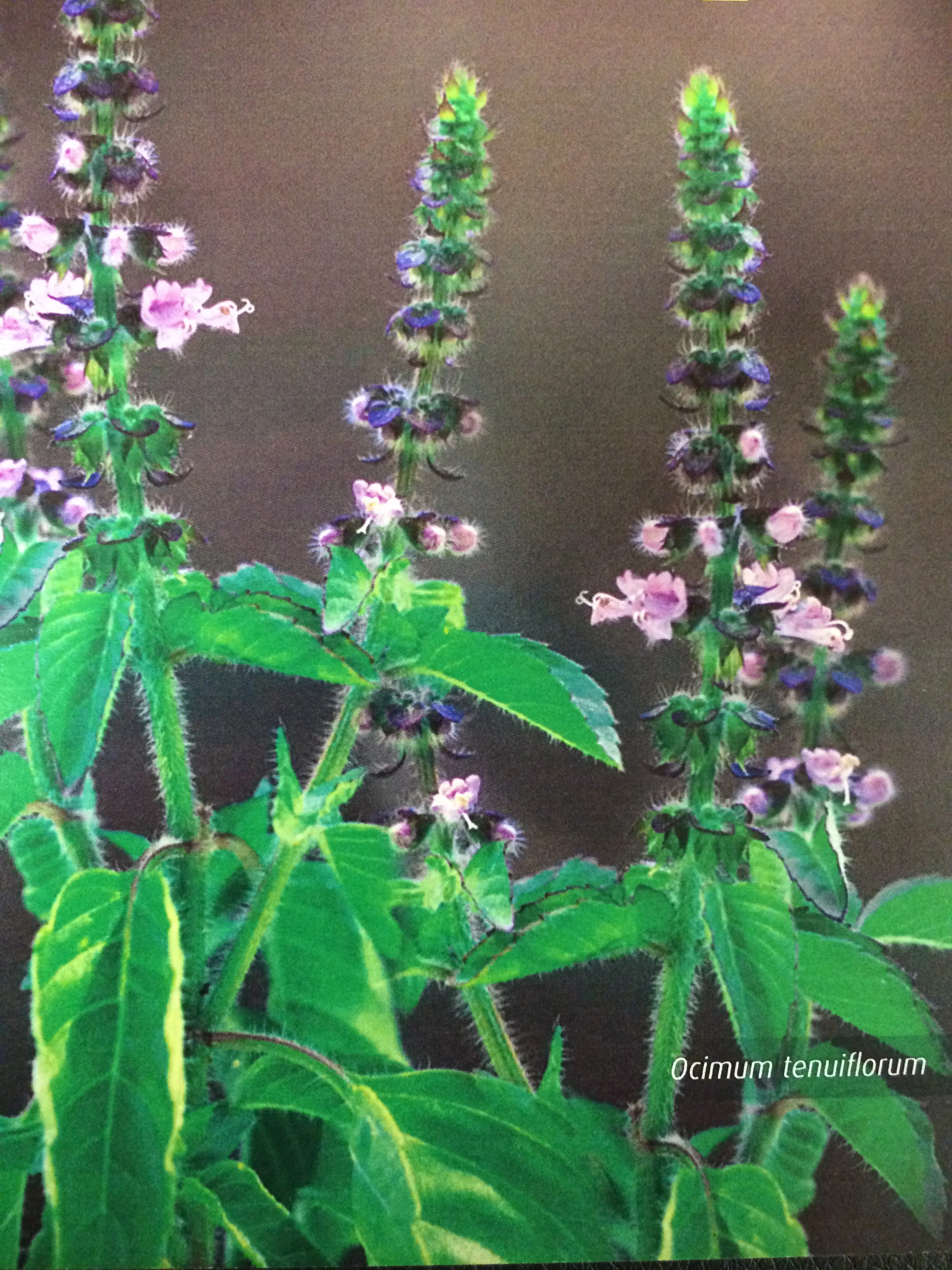 True Stress Relief With Herbal Medicine