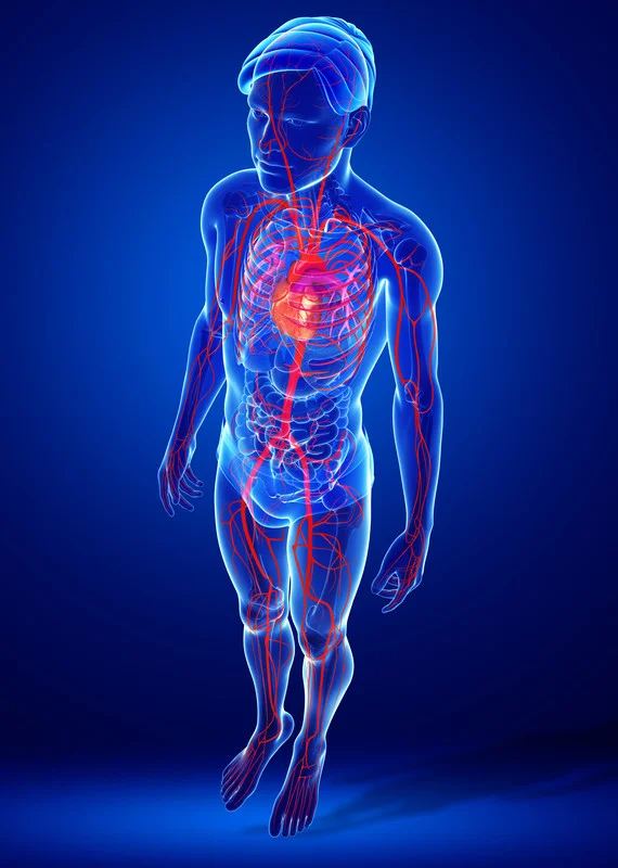 The Human Body-An Insider’s Guide to What Goes On Inside