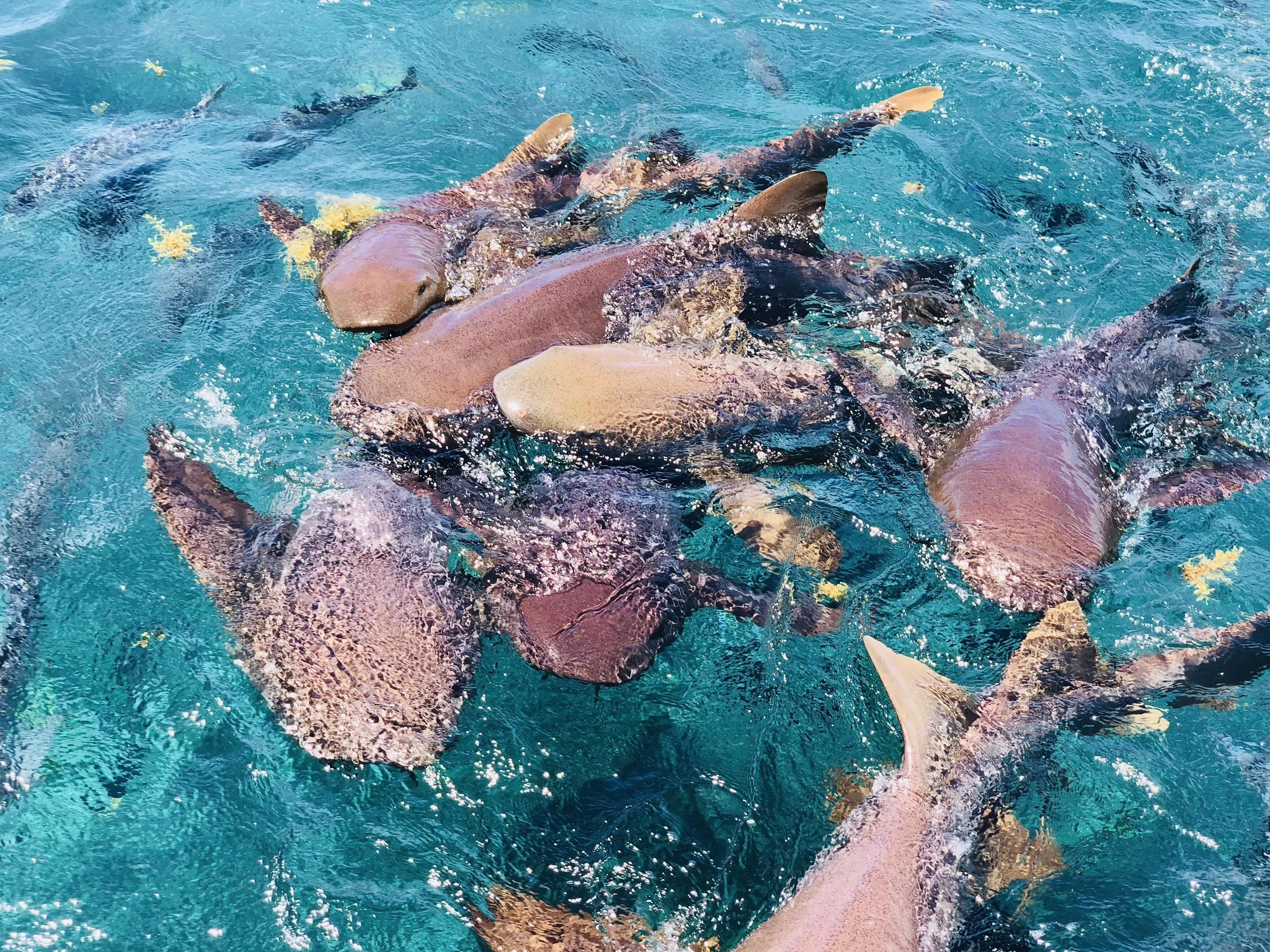 A group of nurse sharks greeted us next to the boat before we dove in!