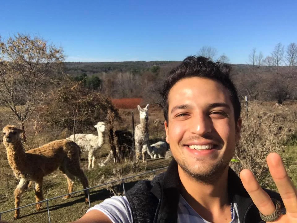 Alpacas at Global Music Retreat 2016