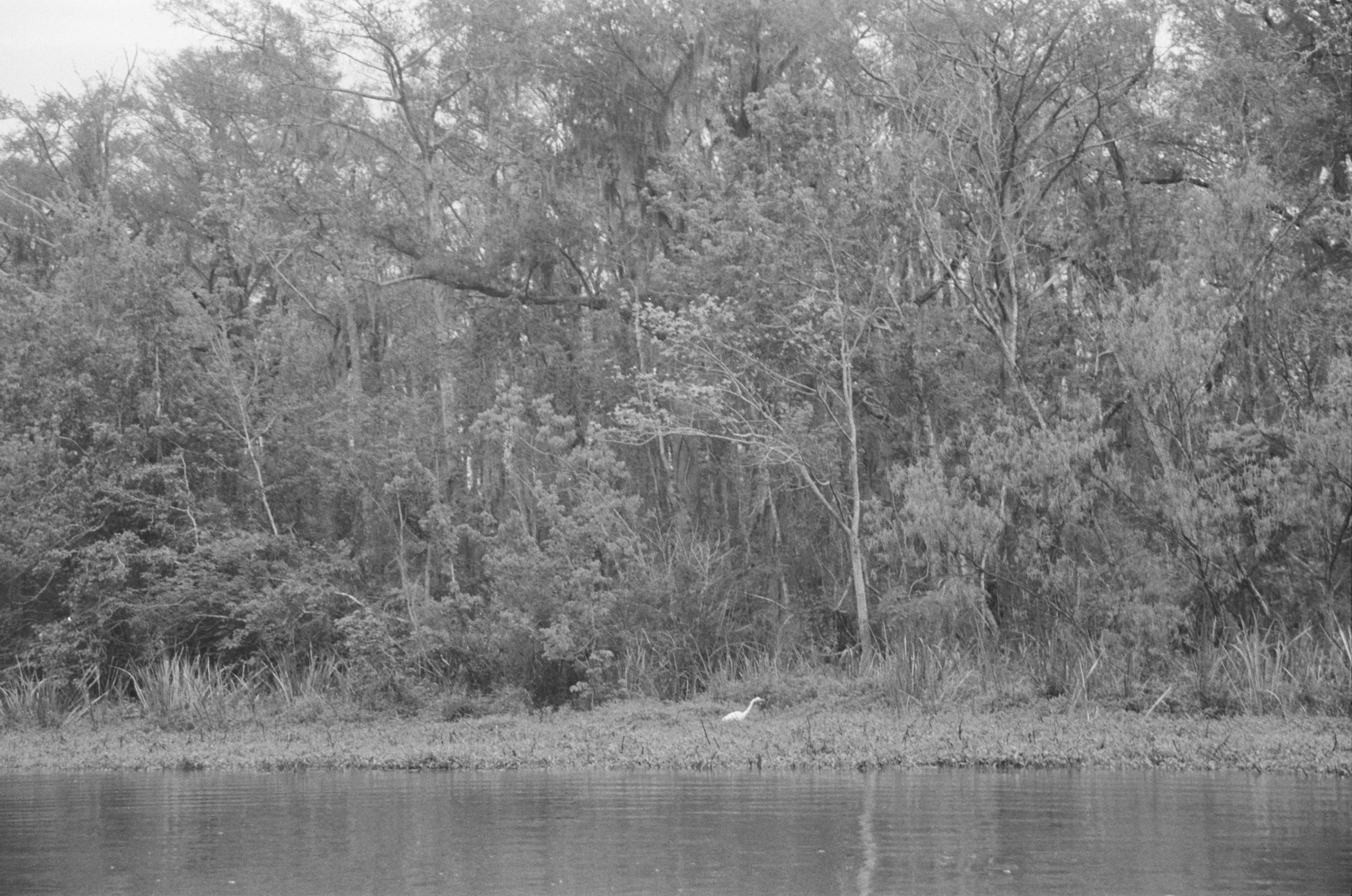   untitled (swamp heron) , 2025 archival pigment print 11 x 16.5 inches 