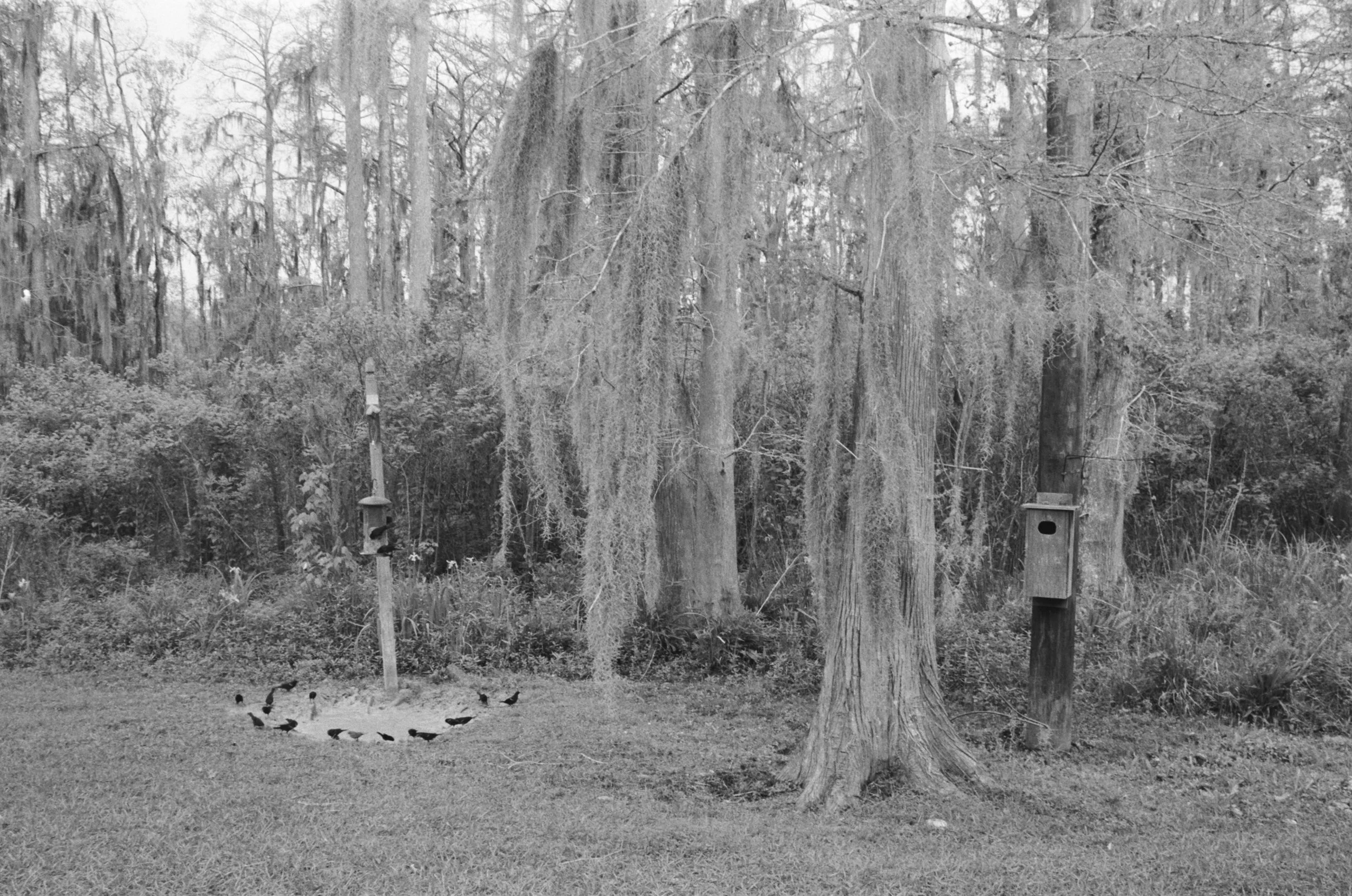   untitled (songbird circle) , 2025 archival pigment print 11 x 16.5 inches 