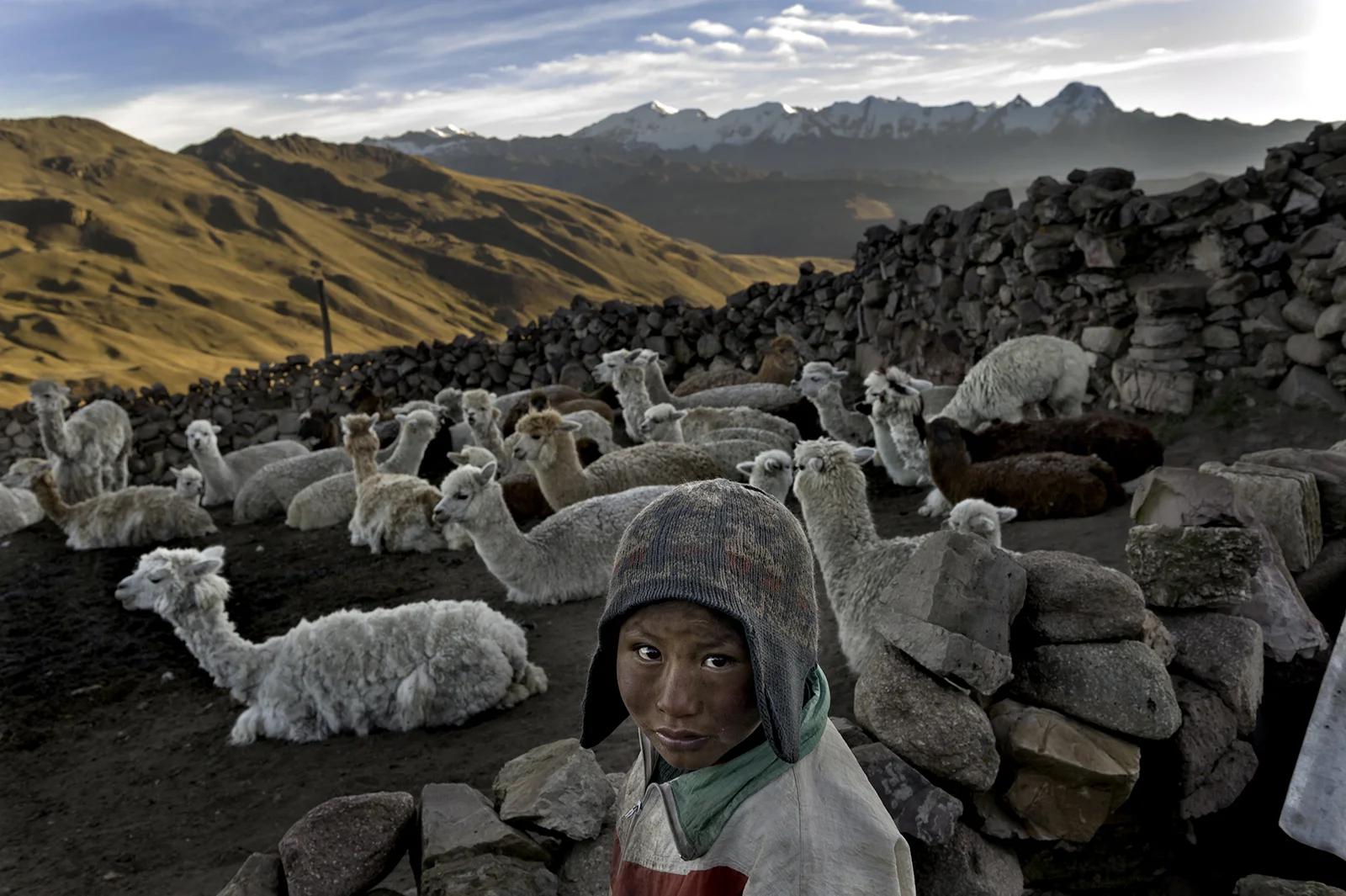 Following the death of his father, Alvaro Kalancha Quispe, 9, helps his family survive by herding. He opens the gate to the stone pen that holds the family's alpacas and llamas each morning so they can graze throughout the hillsides during the day. He then heads off to school, but must round them up again in the evening in the Akamani mountain range of Bolivia in an area called Caluyo, about an hour from the city of Qutapampa. In this part of the world, the highlands of Bolivia, approximately 13,000 feet above sea level, residents live in homes with no insulation, no electricity, and no beds. Their water comes from streams that run off the snow-covered mountains. Their livelihood lies with their animals, for each animal produces about three pounds of fur each year, and each pound of fur is sold for 18 bolivianos, which amounts to about $2.50 U.S. All in all, this family may earn about $200 of income each year from the herd they watch over. © Renée C. Byer