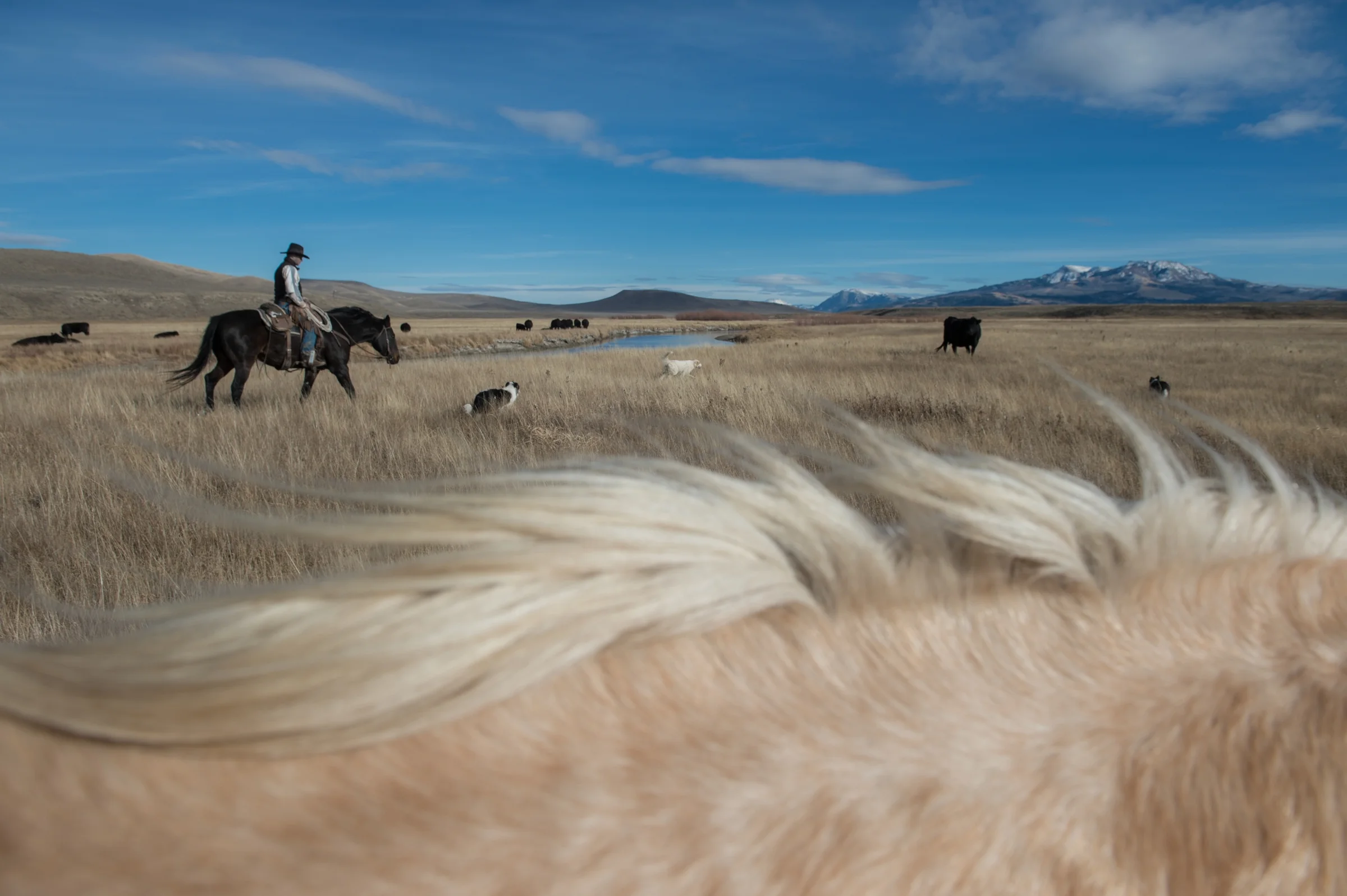 Stephen Becklund and his dogs, Max and Ellie, herd cattle at the J Bar L ranch on a sunny November day in the Centennial Valley of southern Montana. 2012 © Ami Vitale