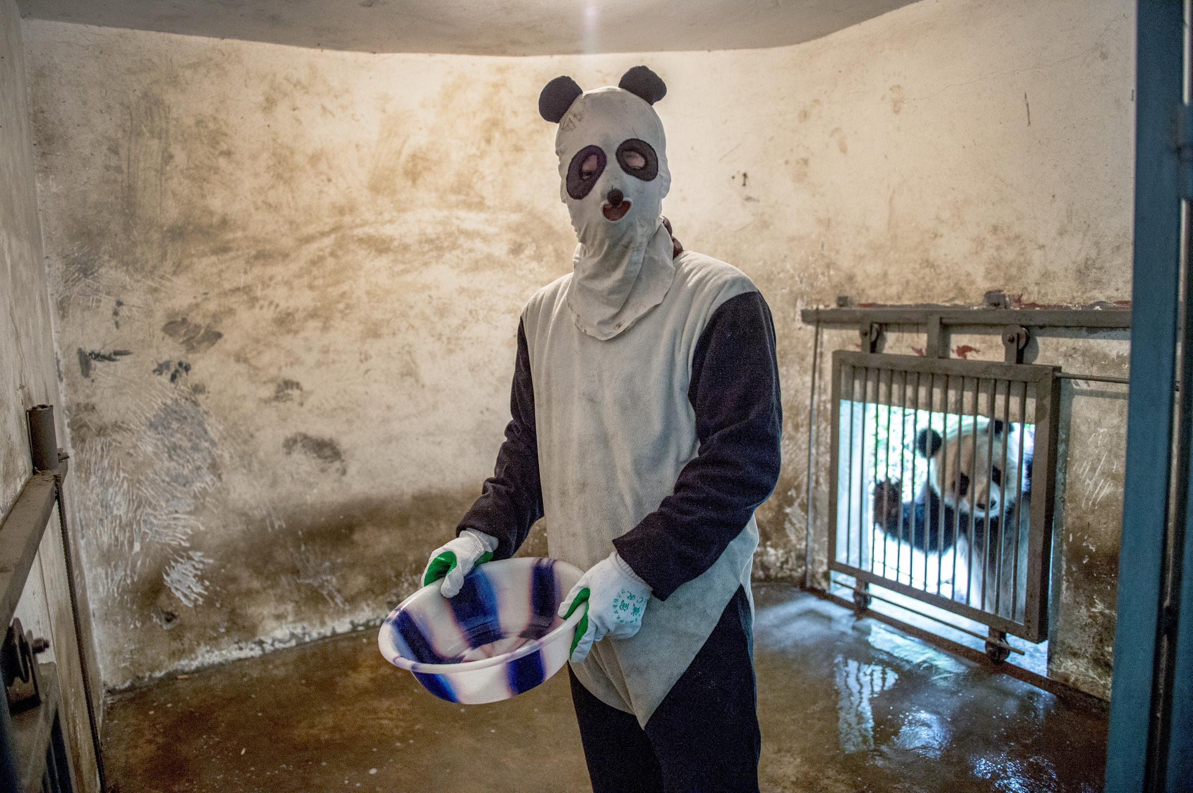 A keeper in disguise cleans a panda enclosure under the watchful-eye of a real panda at China’s Wolong National Nature Reserve, in Sichuan province. 2013 © Ami Vitale