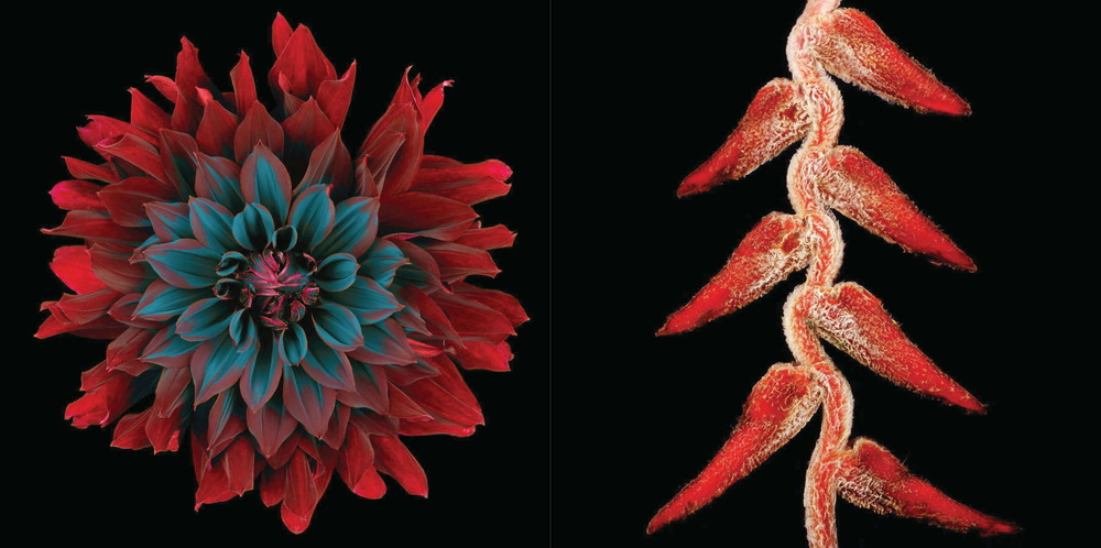  Left: Dahlia "Rip City" #57, 2002&nbsp;Right: Lobster claw (Heliconia rostrata) #1, 2002  © Howard Schatz and Beverly Ornstein  