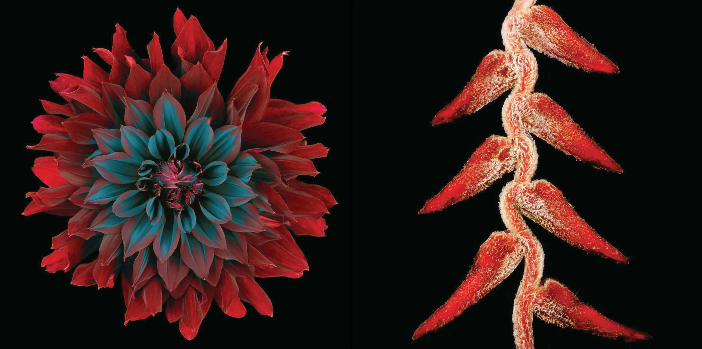 Left: Dahlia "Rip City" #57, 2002 Right: Lobster claw (Heliconia rostrata) #1, 2002 © Howard Schatz and Beverly Ornstein