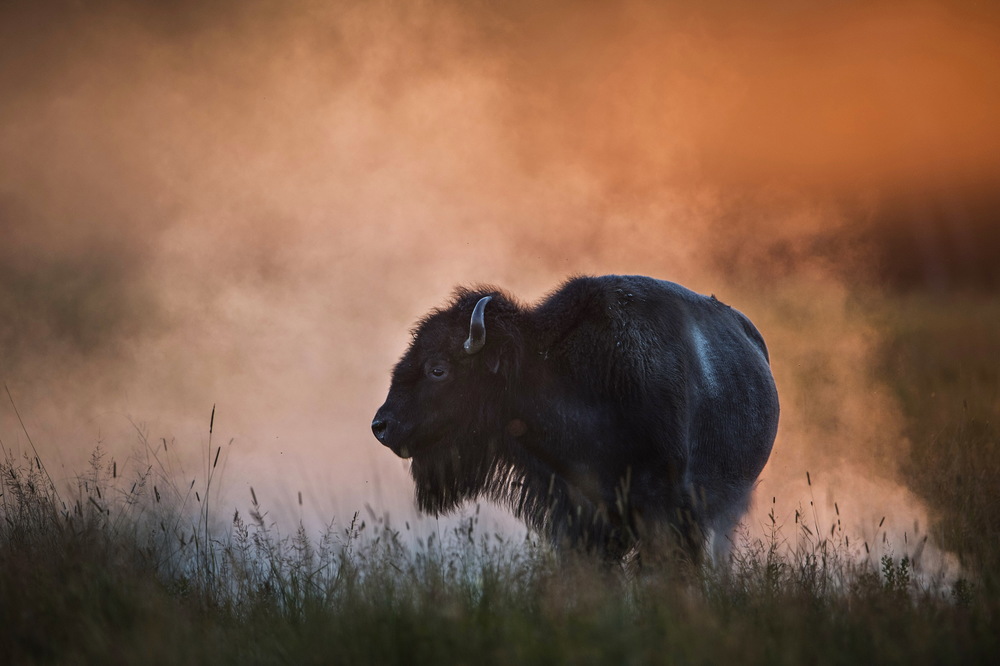  A buffalo at sunset in Rock County, Nebraska.&nbsp;© Bill Frakes/Straw Hat Visuals    