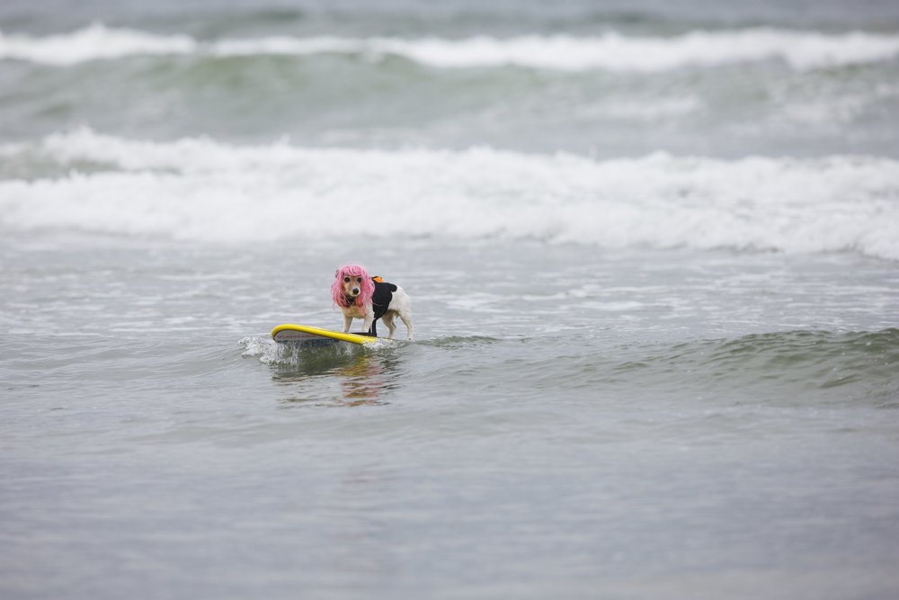   Dog surfing seems like a fun idea for a dog owner. That's not always the case for the dog.&nbsp;© Sol Neelman  