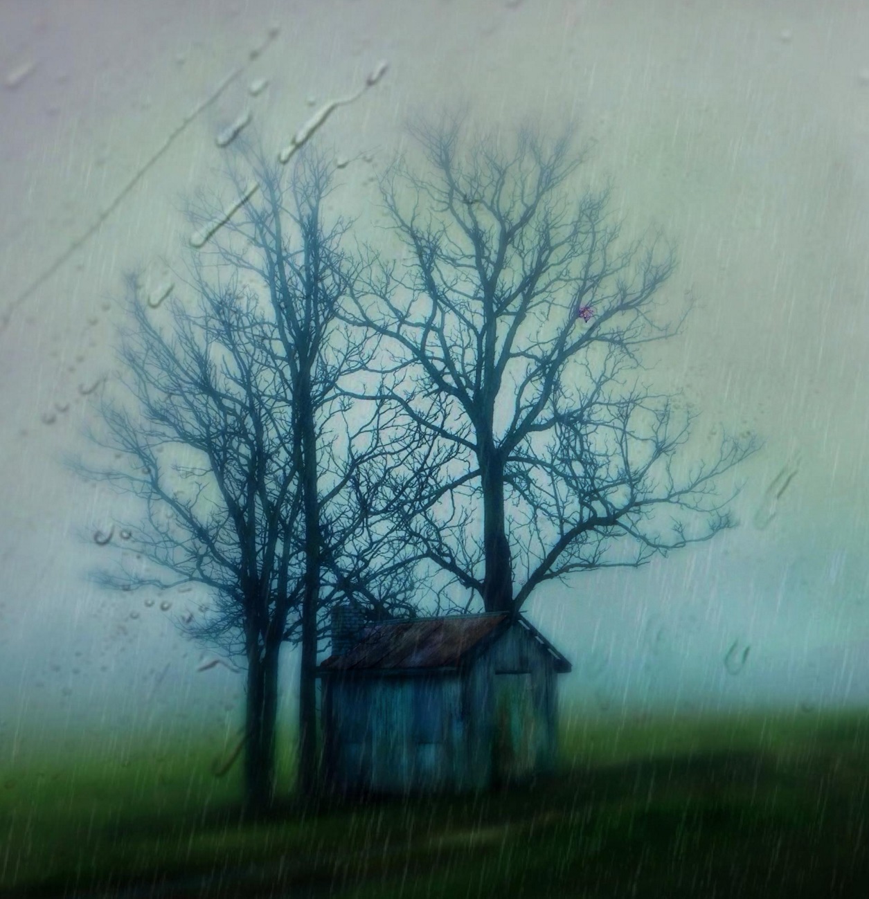 When it's rainy and foggy like today I feel that it's the best time to go hunting for a little eye poem. I've passed this place many times and have yet to figure out if the trees were planted around the shack or if the shack was built there so as to be protected by the trees. Either way, they make a great team. — in Damascus, Maryland. © 2015 Michael S. Williamson/The Washington Post