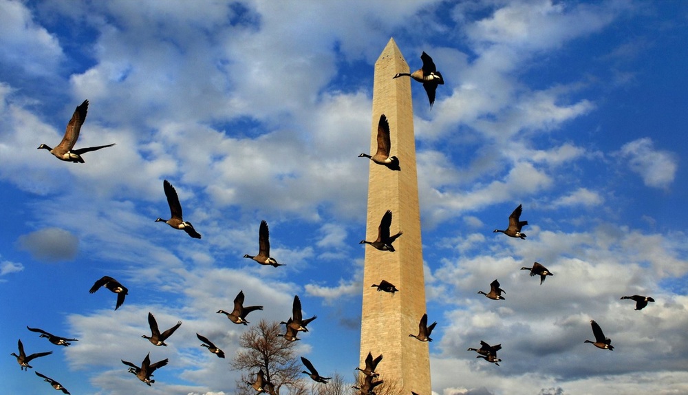   Made a photo of the Washington Monument for a President's Day story that ran today. It was so dang cold but the light is clean and crisp when it's really cold. I had a nice angle in mind but it needed something more. So I bribed several birds with 