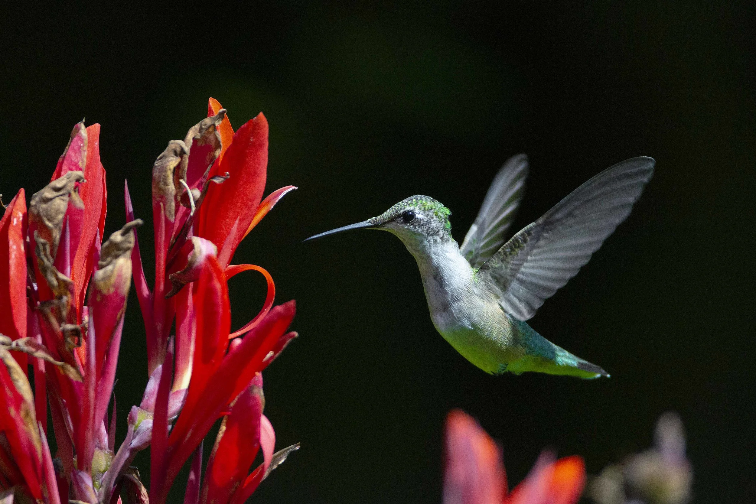 Hummingbird 2.jpg