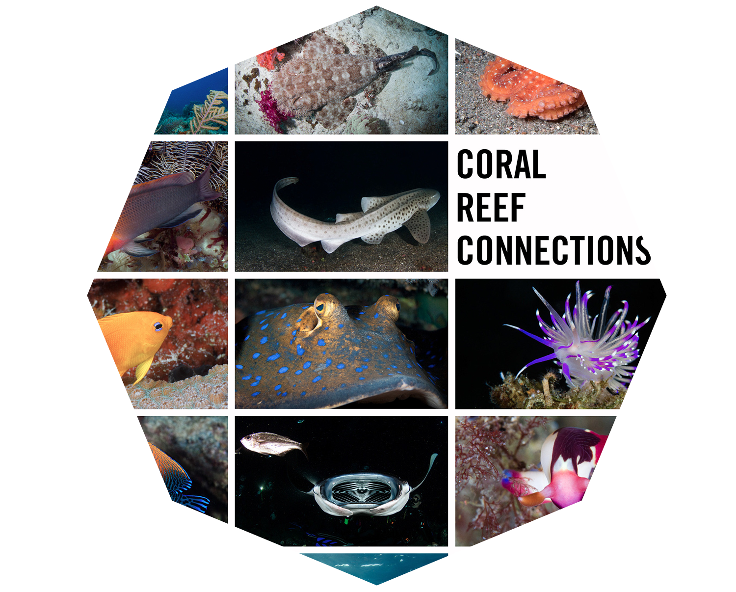 CoralReef.png