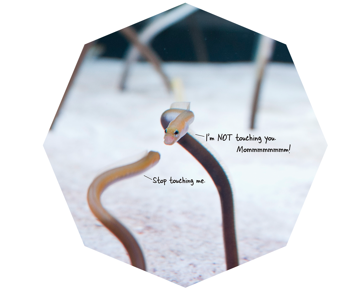 NEAQ_Ads.png
