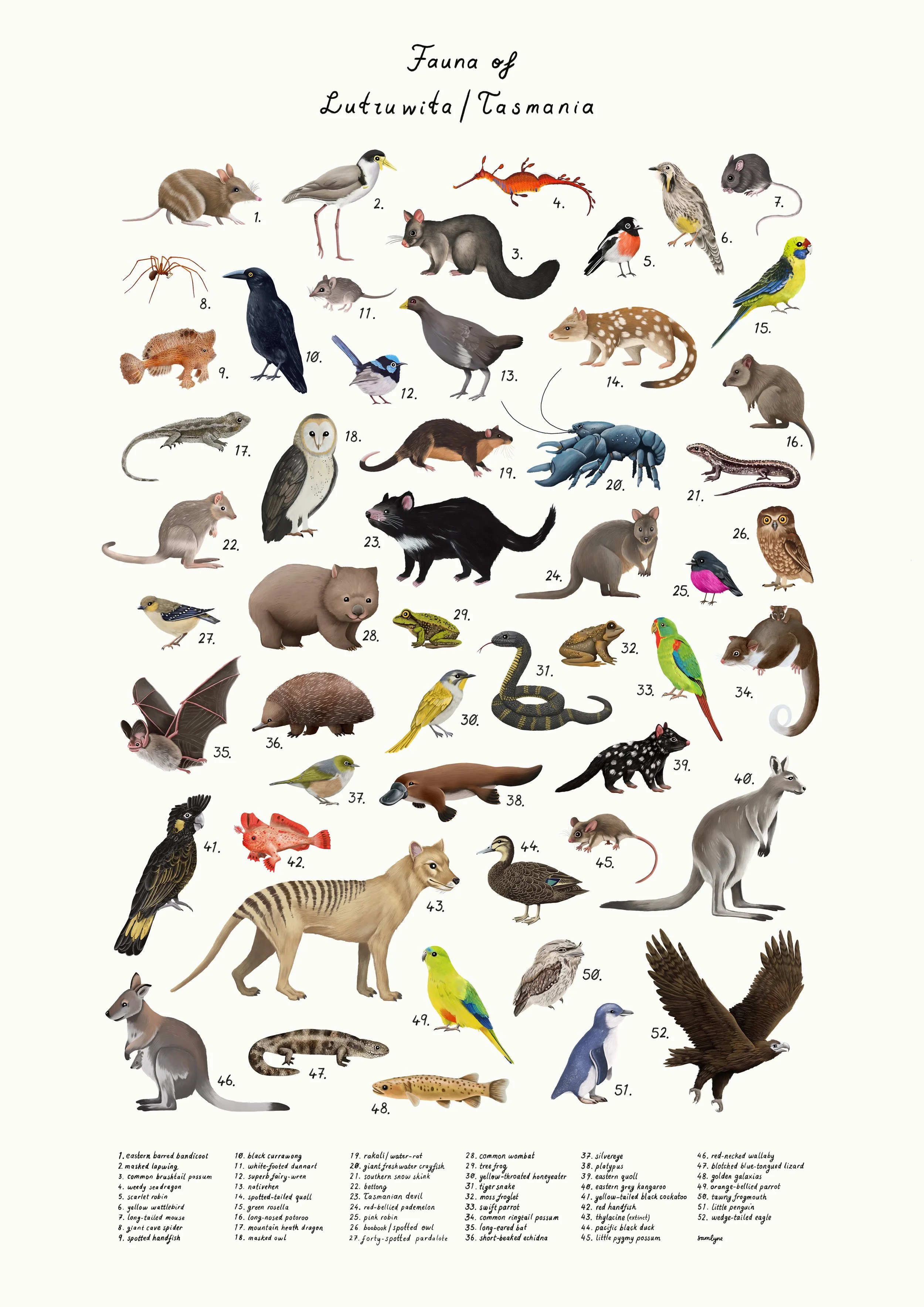 Fauna of Lutruwita/Tasmania