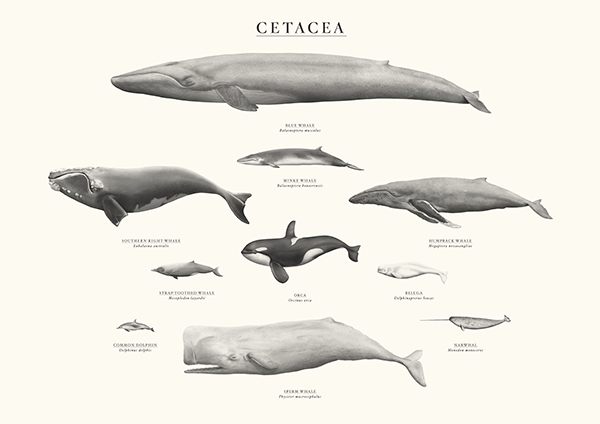 Cetacea