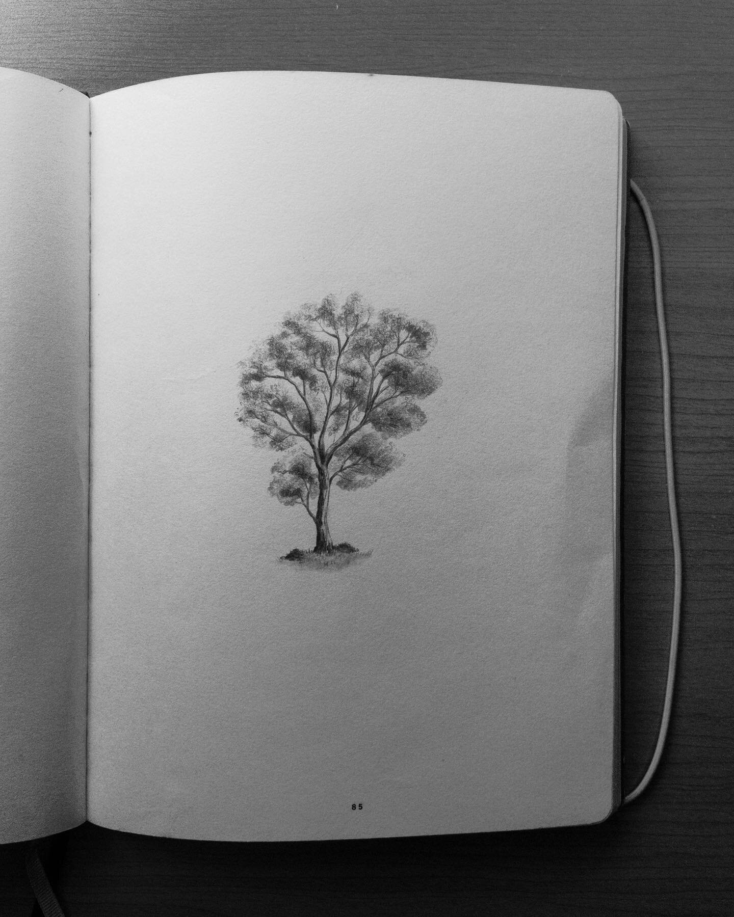 Haven&rsquo;t been finding enough time for some drawing at my desk lately. Managed to squeeze in a little eucalypt before bed though this eve at least. #illustration #sketchbook #drawing #eucalyptus #gumtree #tree