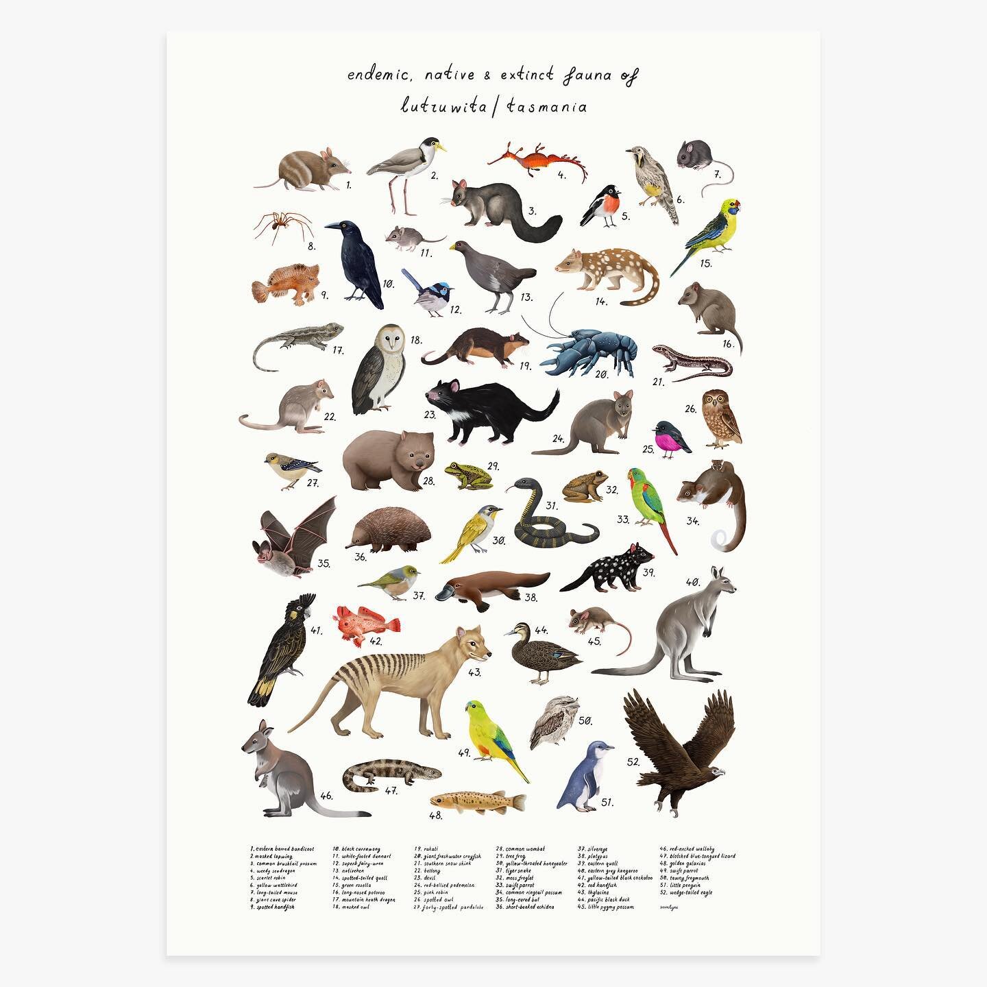 Today's the day! 

My collection of endemic, native &amp; extinct (sorry thylacine&hellip; ) fauna of lutruwita/Tasmania is live and ready for ordering, direct from Hobart's own fine art printers, Full Gamut - ✨ link in bio ✨ fullgamut.com.au/fauna-o