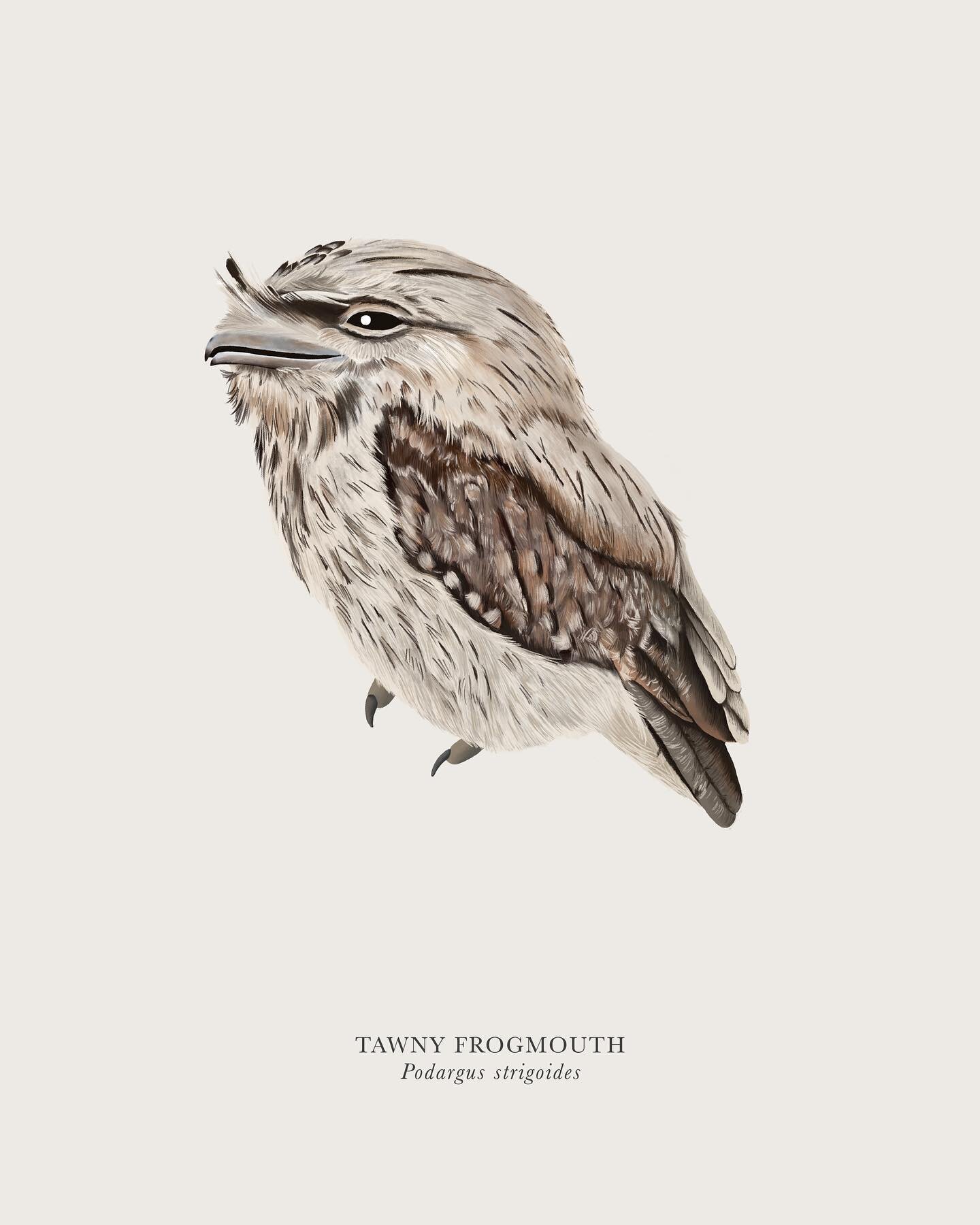 Tawny Frogmouth. Love these little guys. #illustration #procreate #tawnyfrogmouth #tasmania