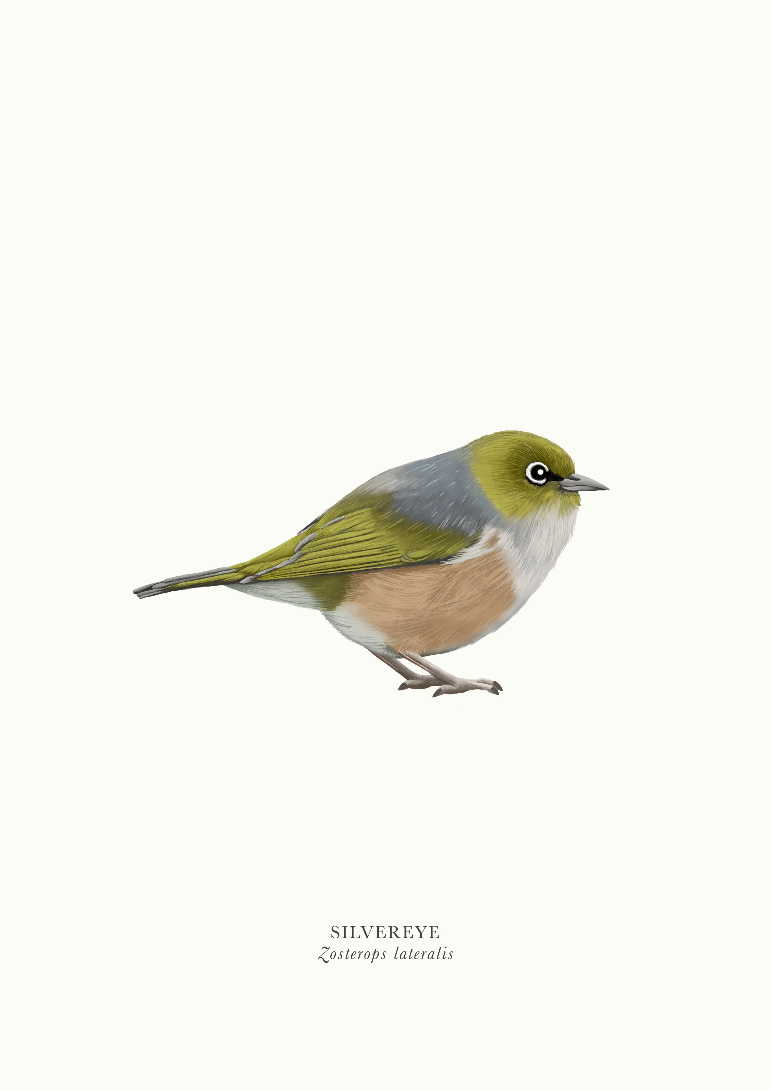 Silvereye