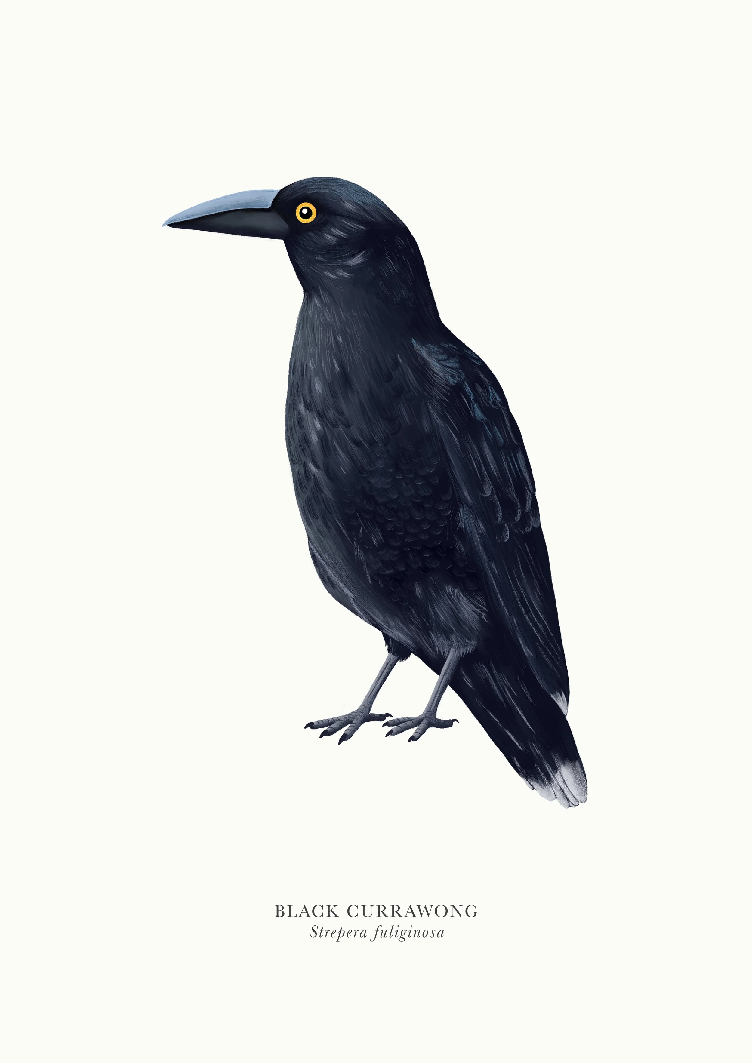 Black Currawong