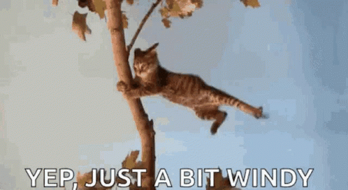 windy-cat.gif