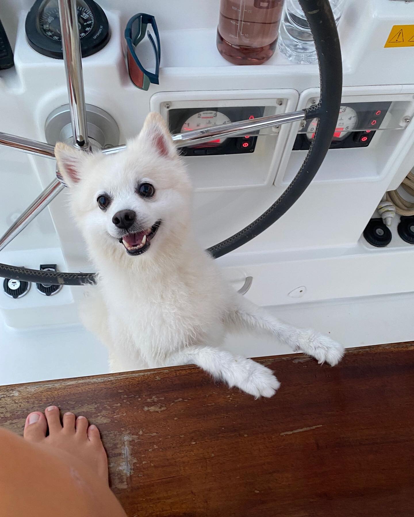 Oh hey there! 

Yes! Your fur babies are welcome onboard! We wouldn&rsquo;t mind babysitting them too ;) #ximulasail #yachtchartersg #ahappysailorineveryone