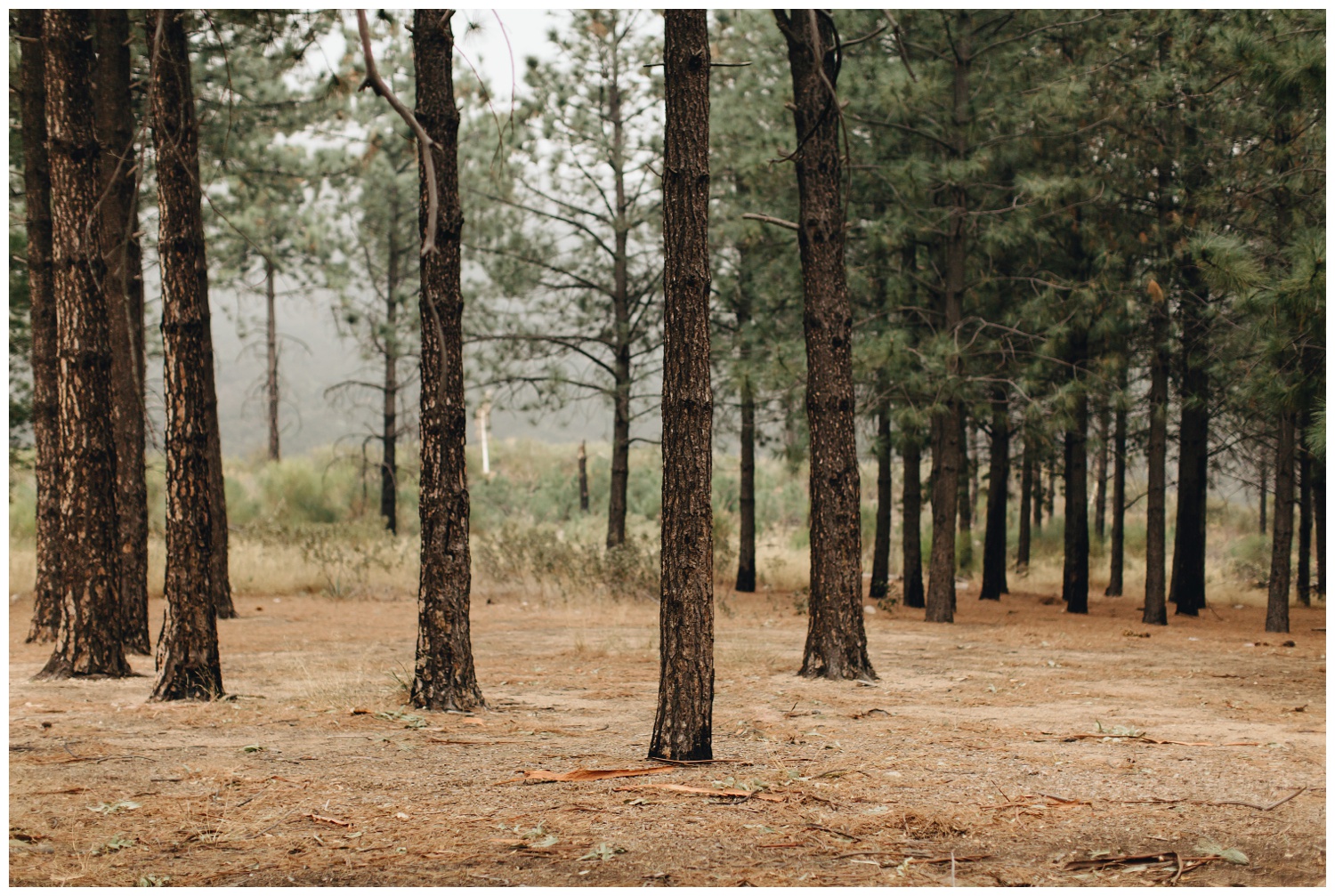 Los Angeles Forest Warm and Artistic Engagement Session-1411.jpg