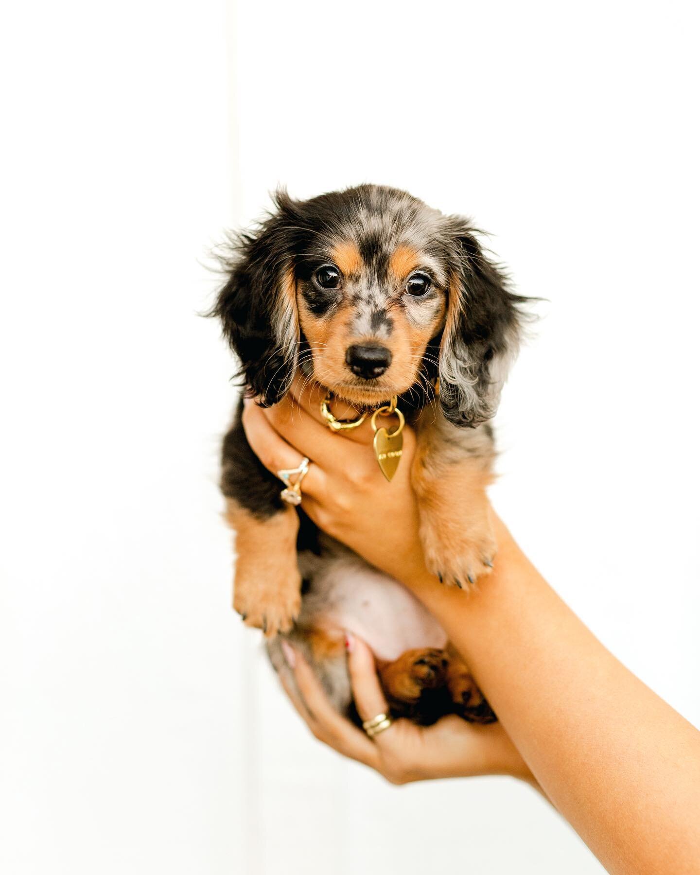 This little nug is growing up so fast! Her name is Honor and her Instagram is @honorthyweiner she&rsquo;s the coolest little pup. @ellbotts and I are so stoked! Meanwhile, I&rsquo;ll be starring at her lay in the sun while I&rsquo;ll be editing a bit