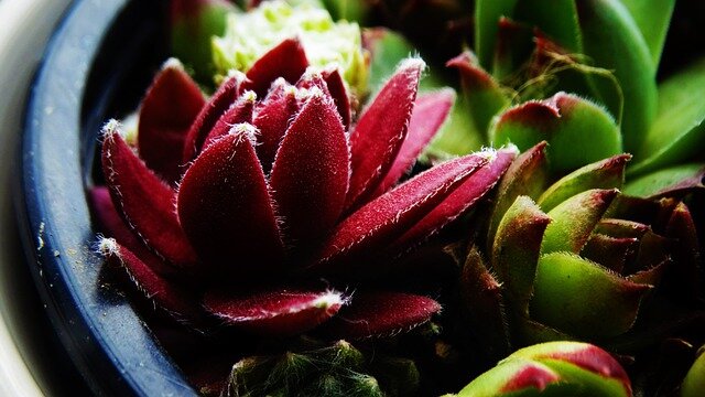 succulents-5365987_640.jpg