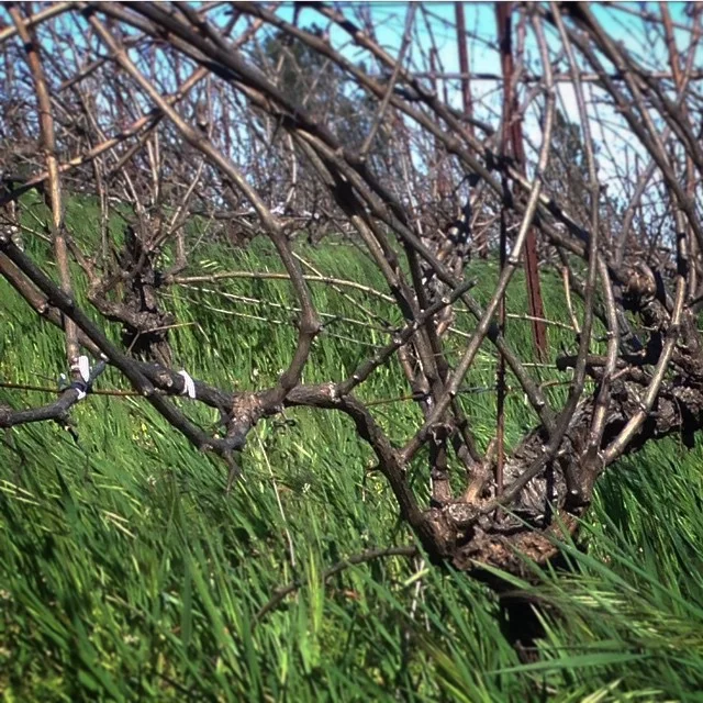 zen and the art of cane pruning in major winds this AM at random ridge