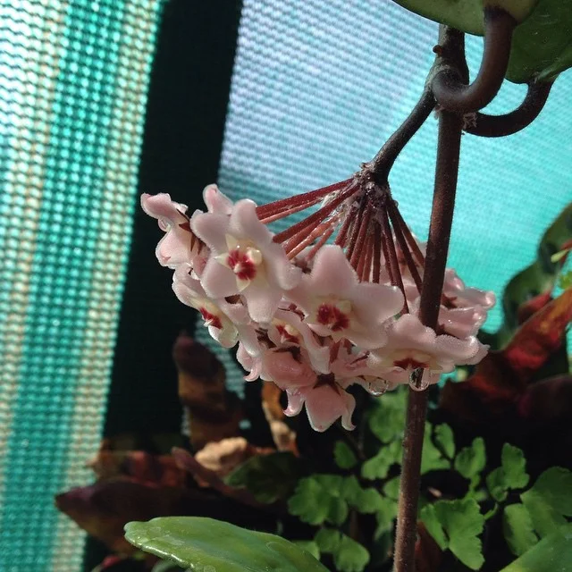 The #hoya is blooming!!! woohoo! / best antidote to my midweek case of the Mondays