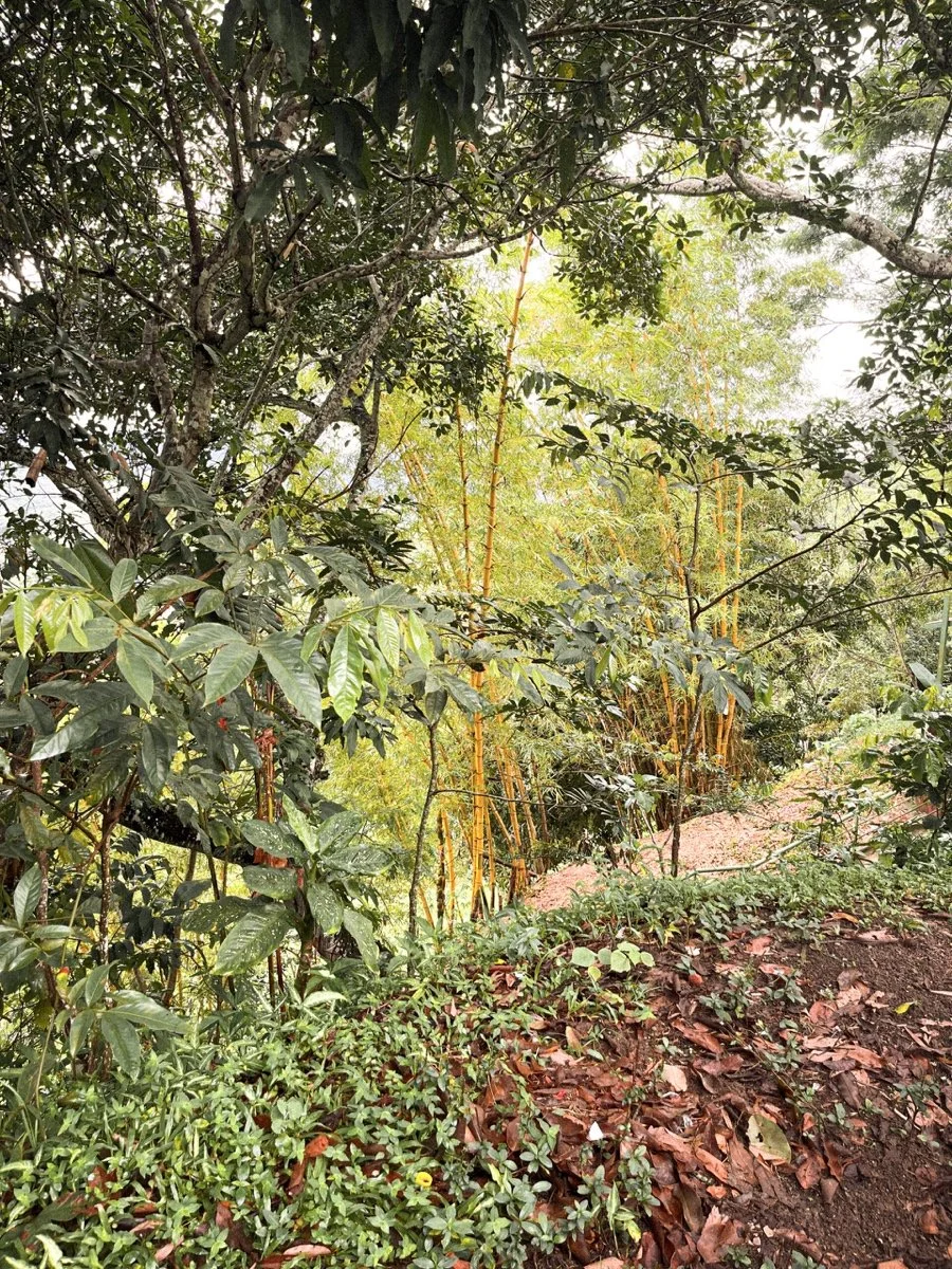 生态图书馆：两百周年文化公园（ECO-TECA - Parque Cultural Bicentenario）