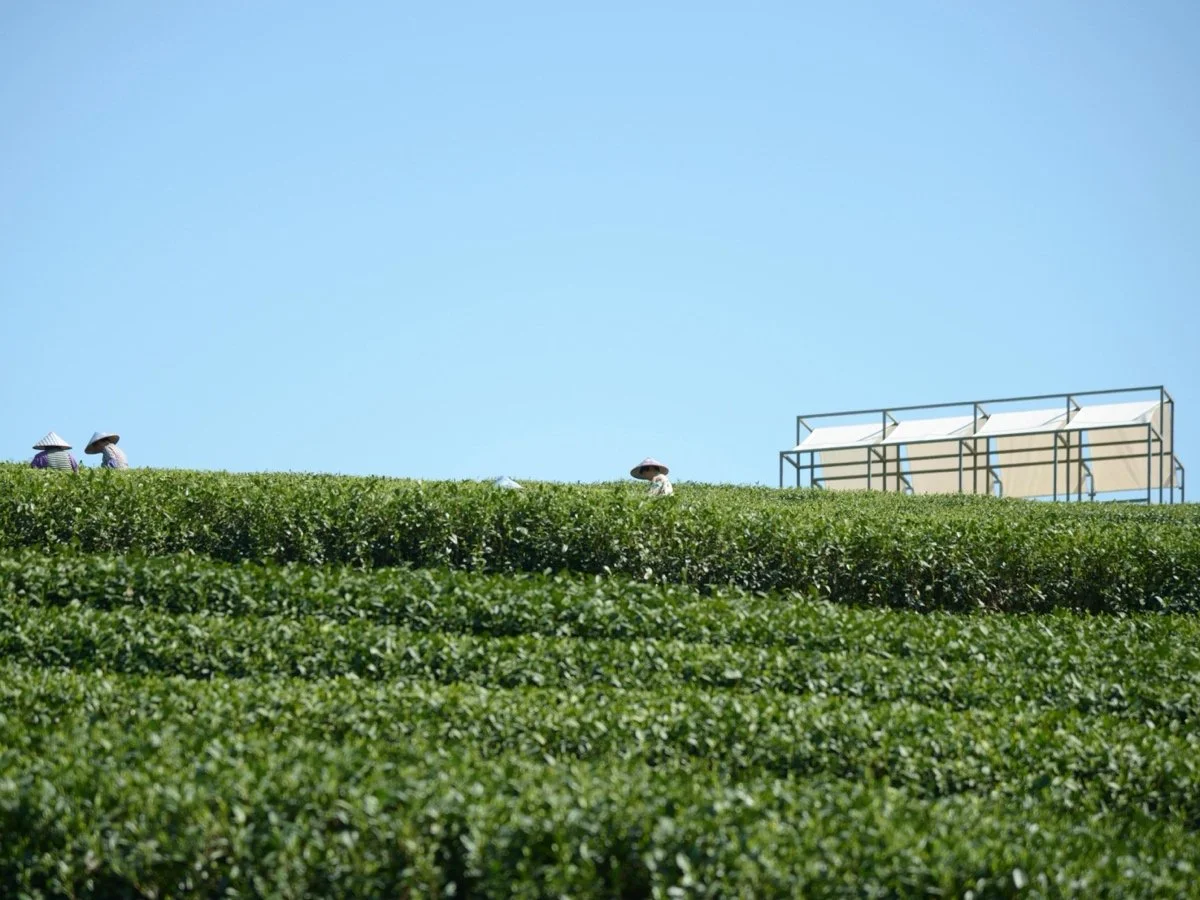 茶山浮亭（A Floating Pavilion On A Tea Mountain）