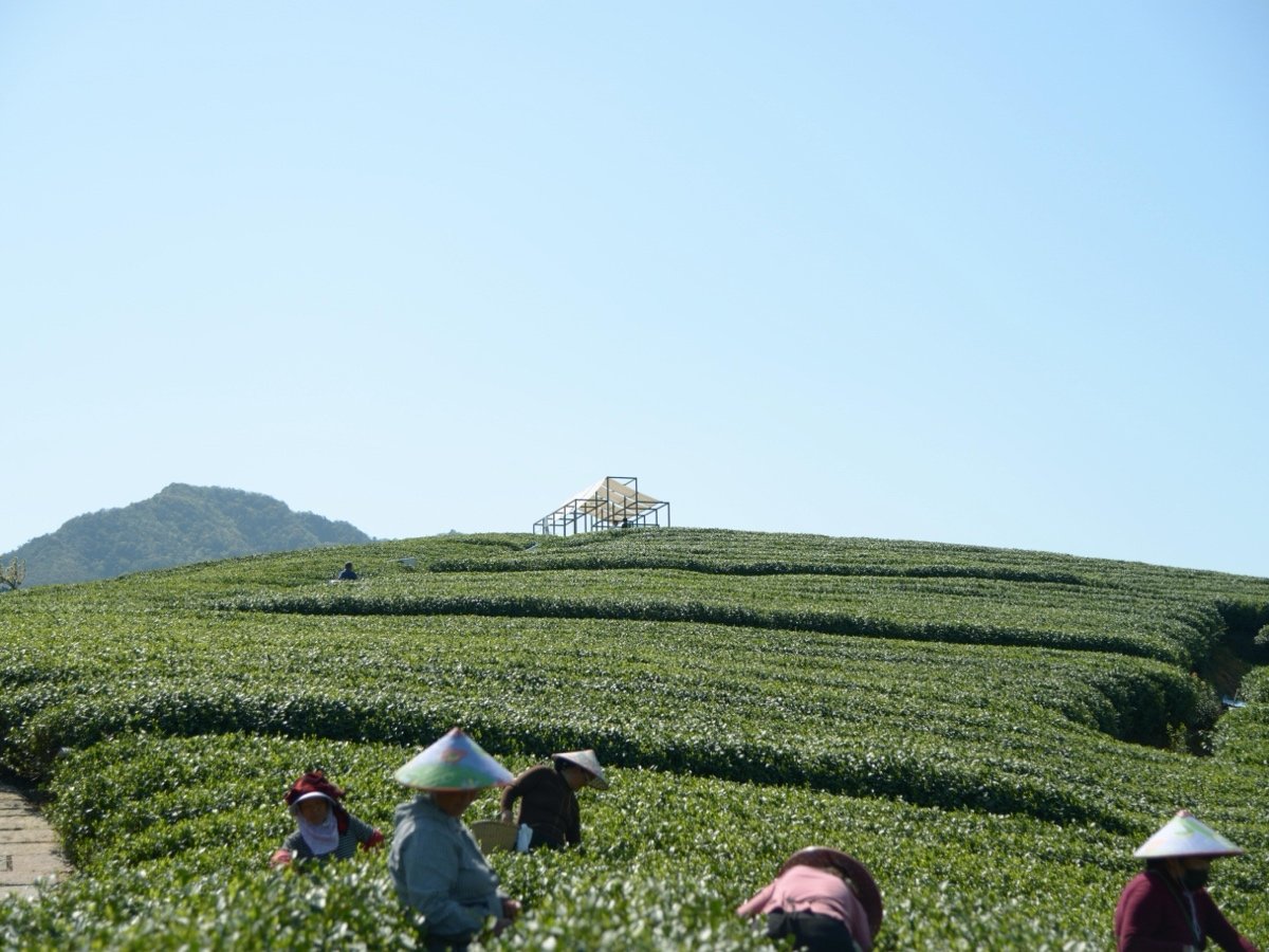 茶山浮亭（A Floating Pavilion On A Tea Mountain）