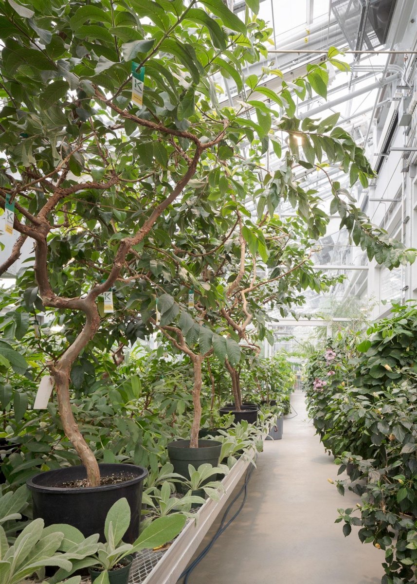 蒙特利尔昆虫馆（Insectarium Montréal）